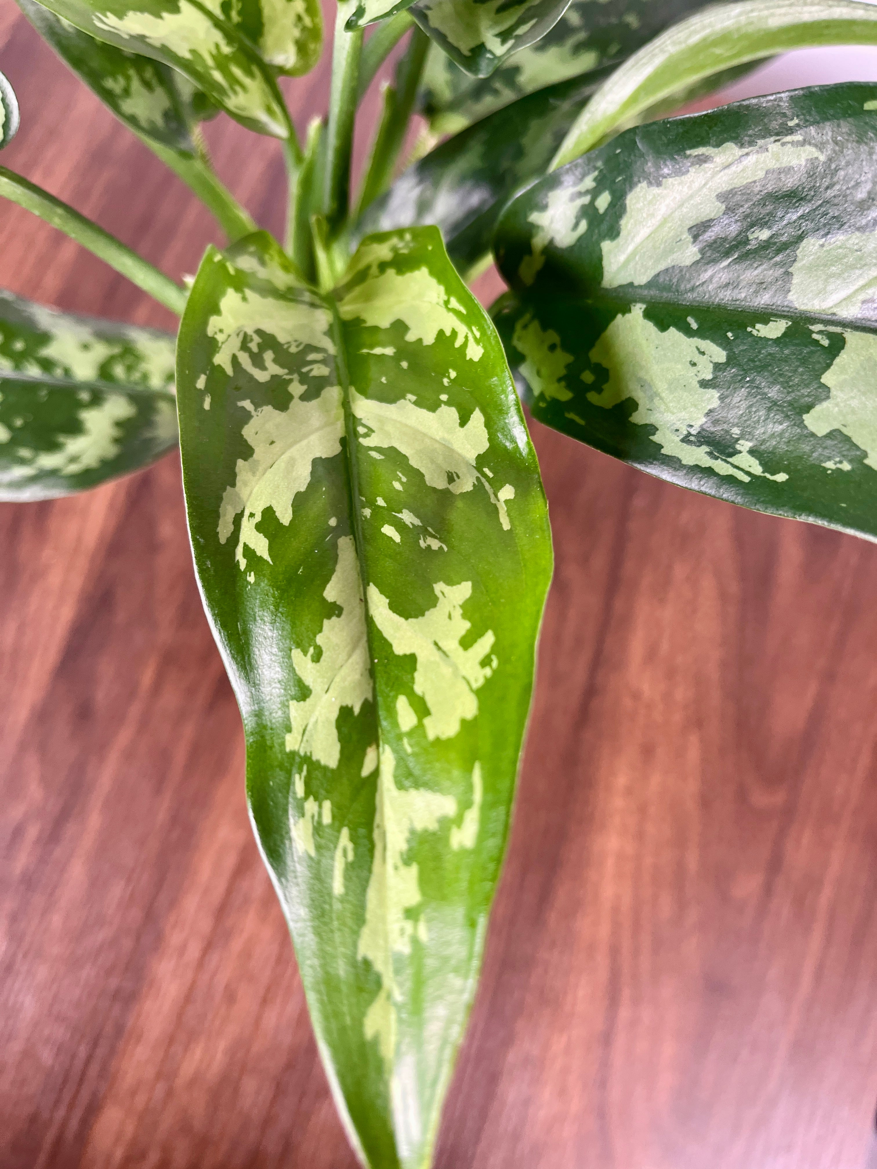 Aglaonema Maria