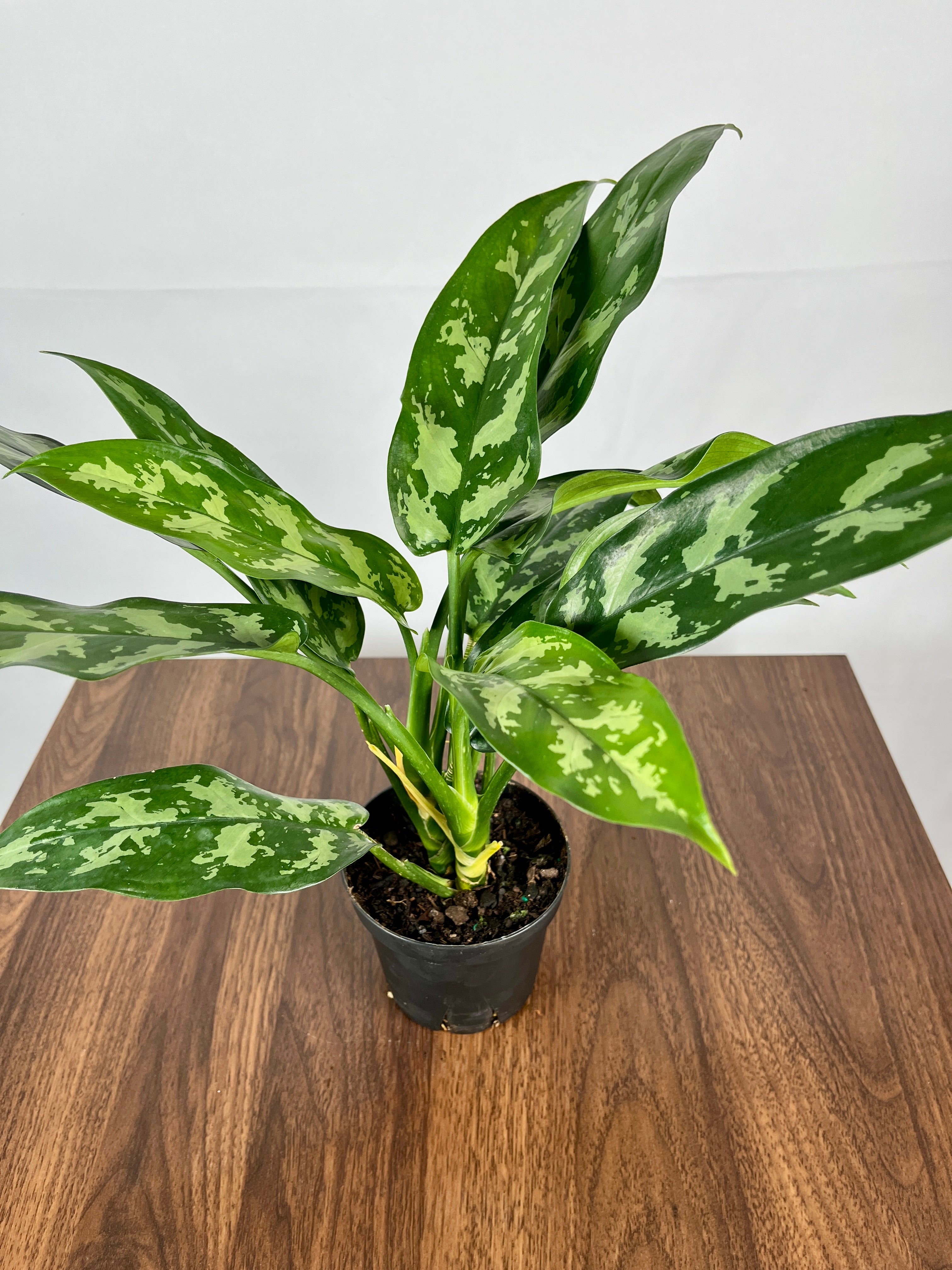 Aglaonema Maria