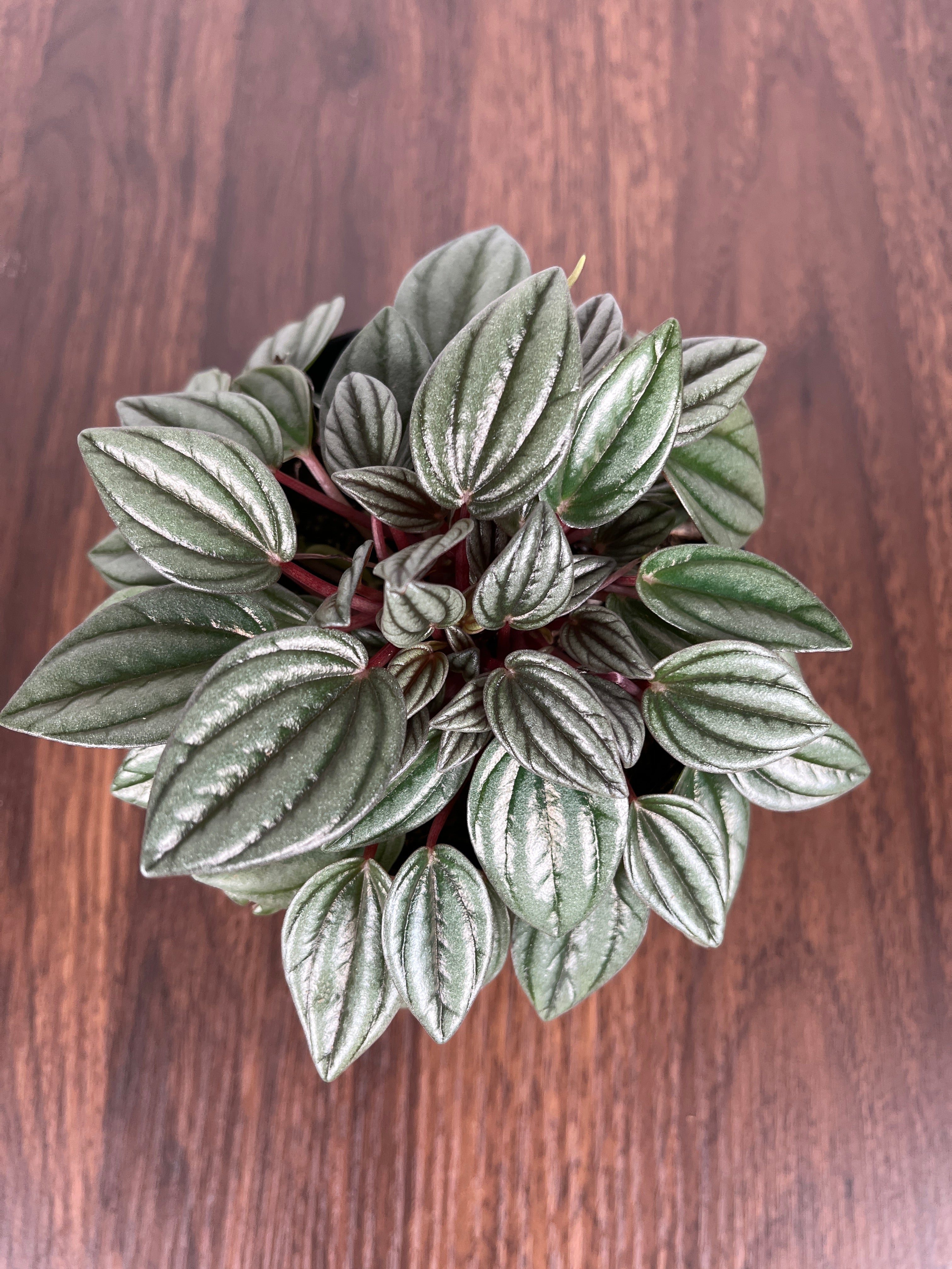 Peperomia Pearl