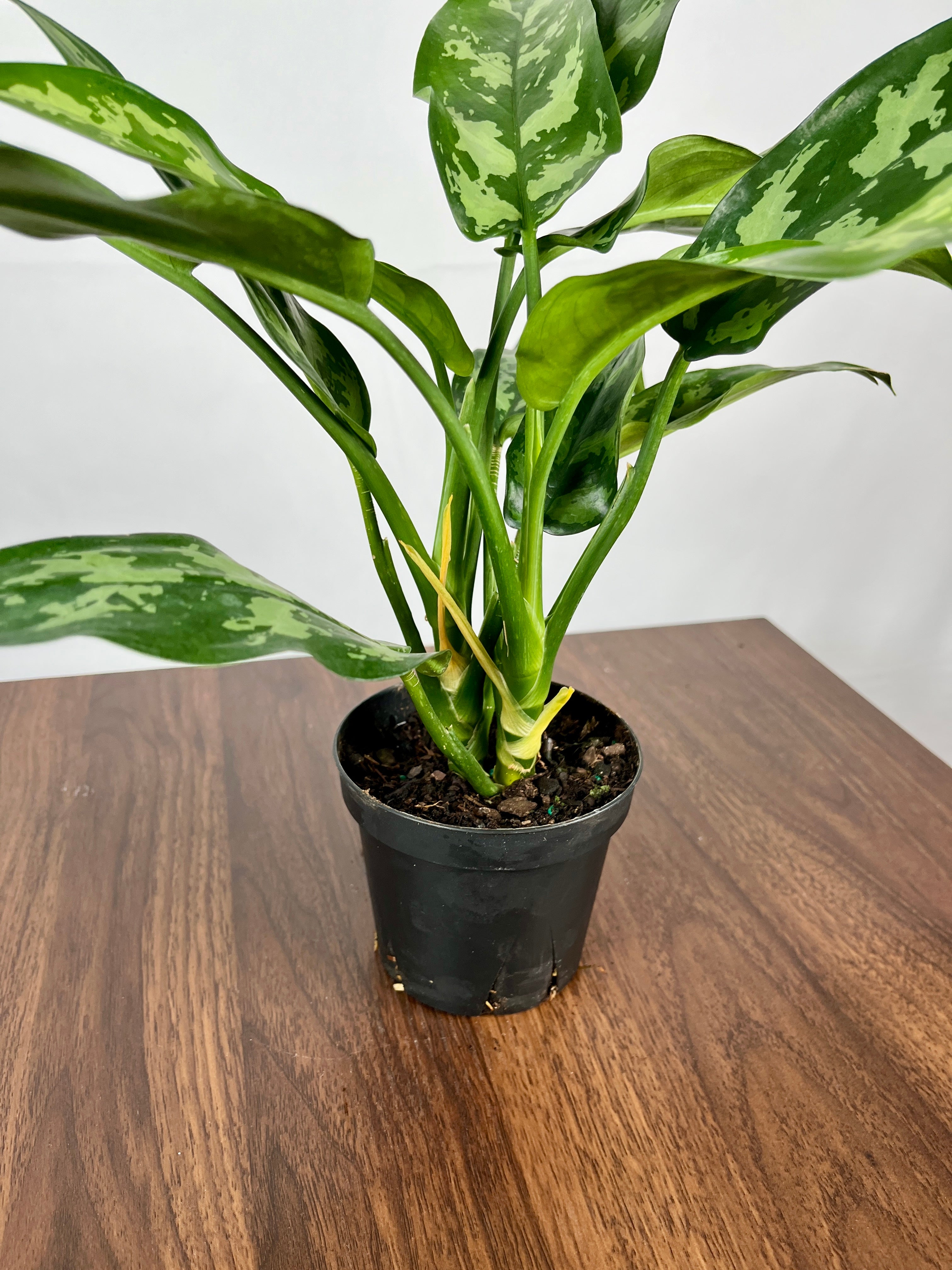 Aglaonema Maria