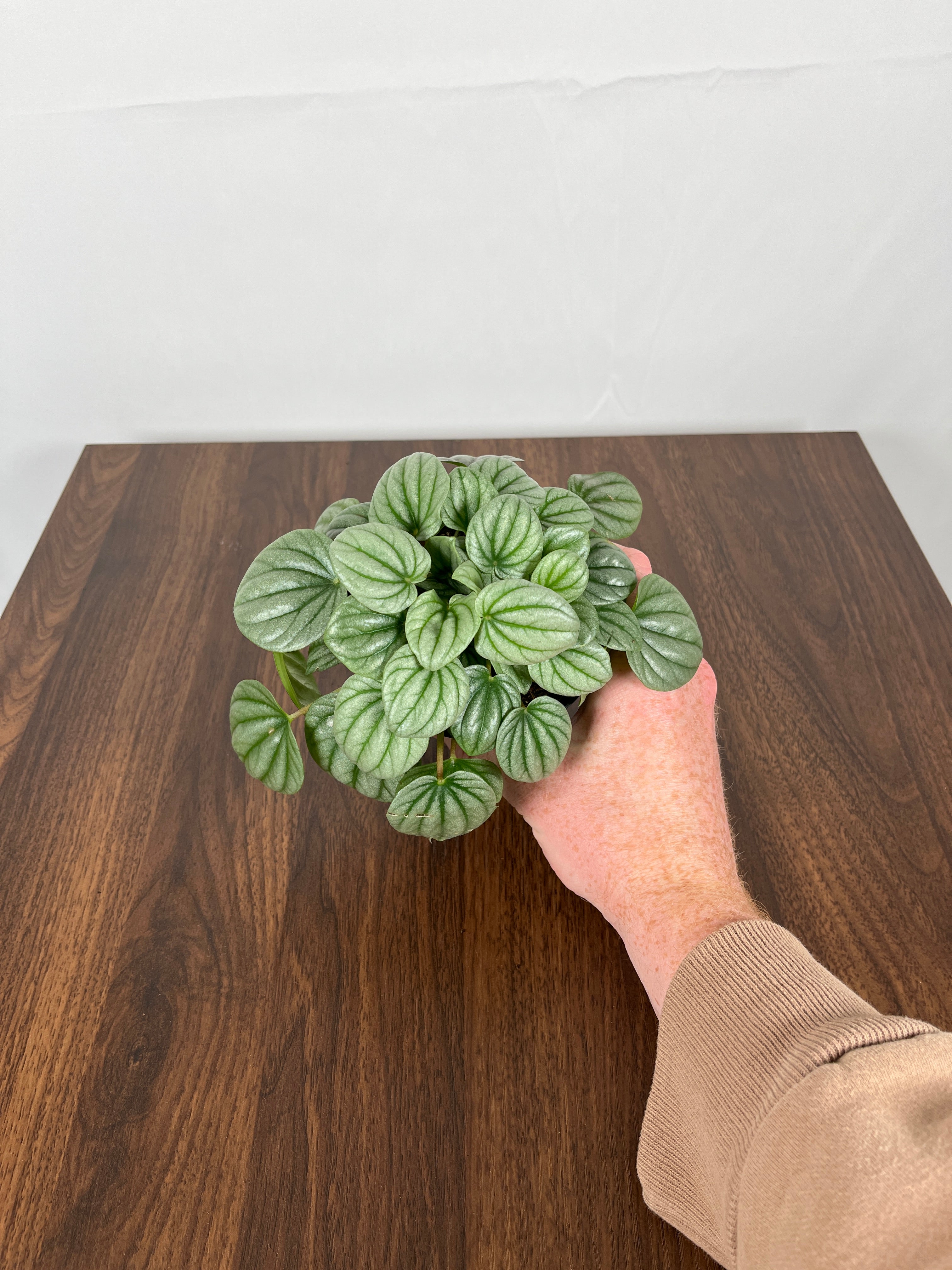 Peperomia Frost