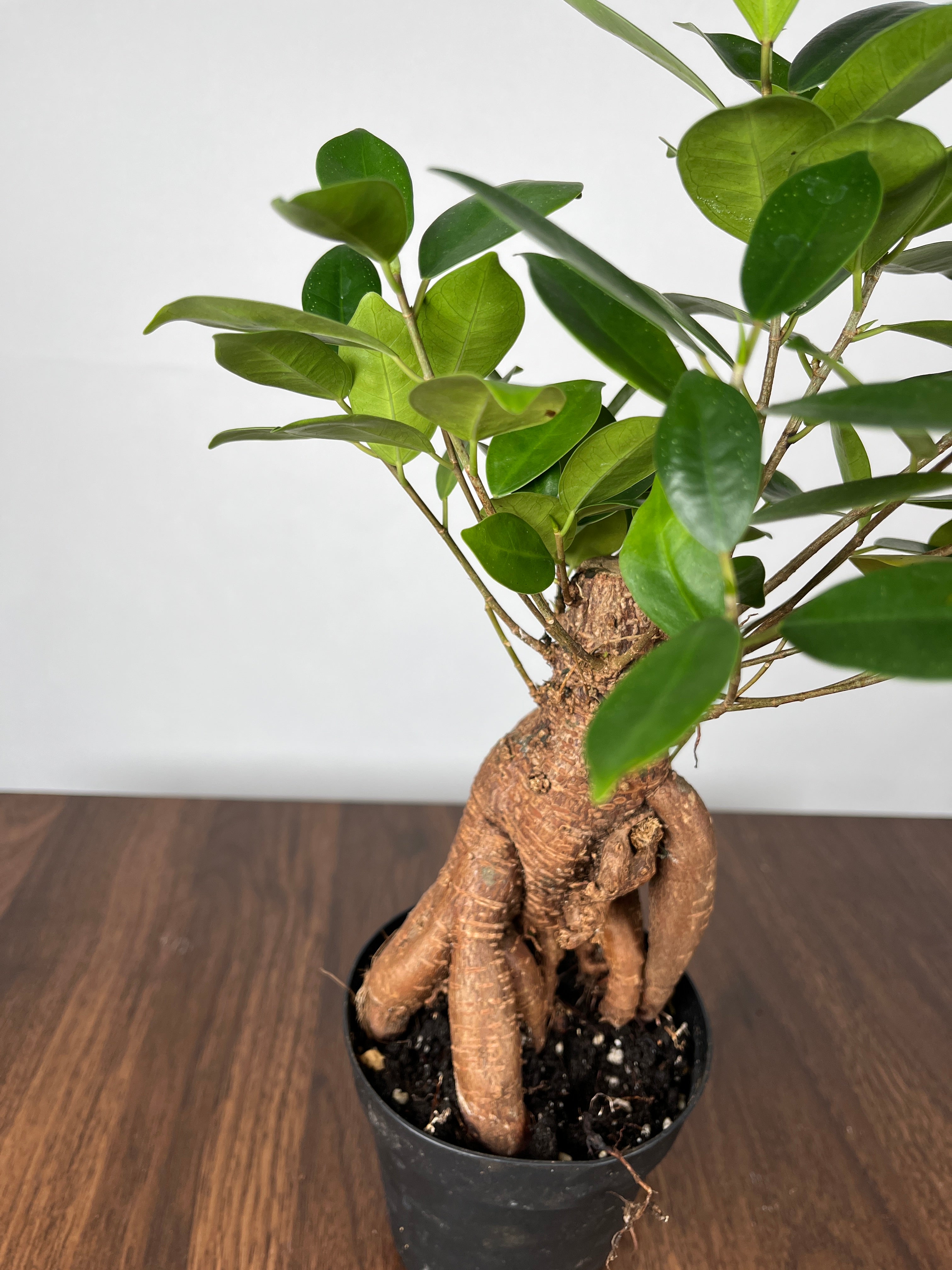 Ficus Ginseng