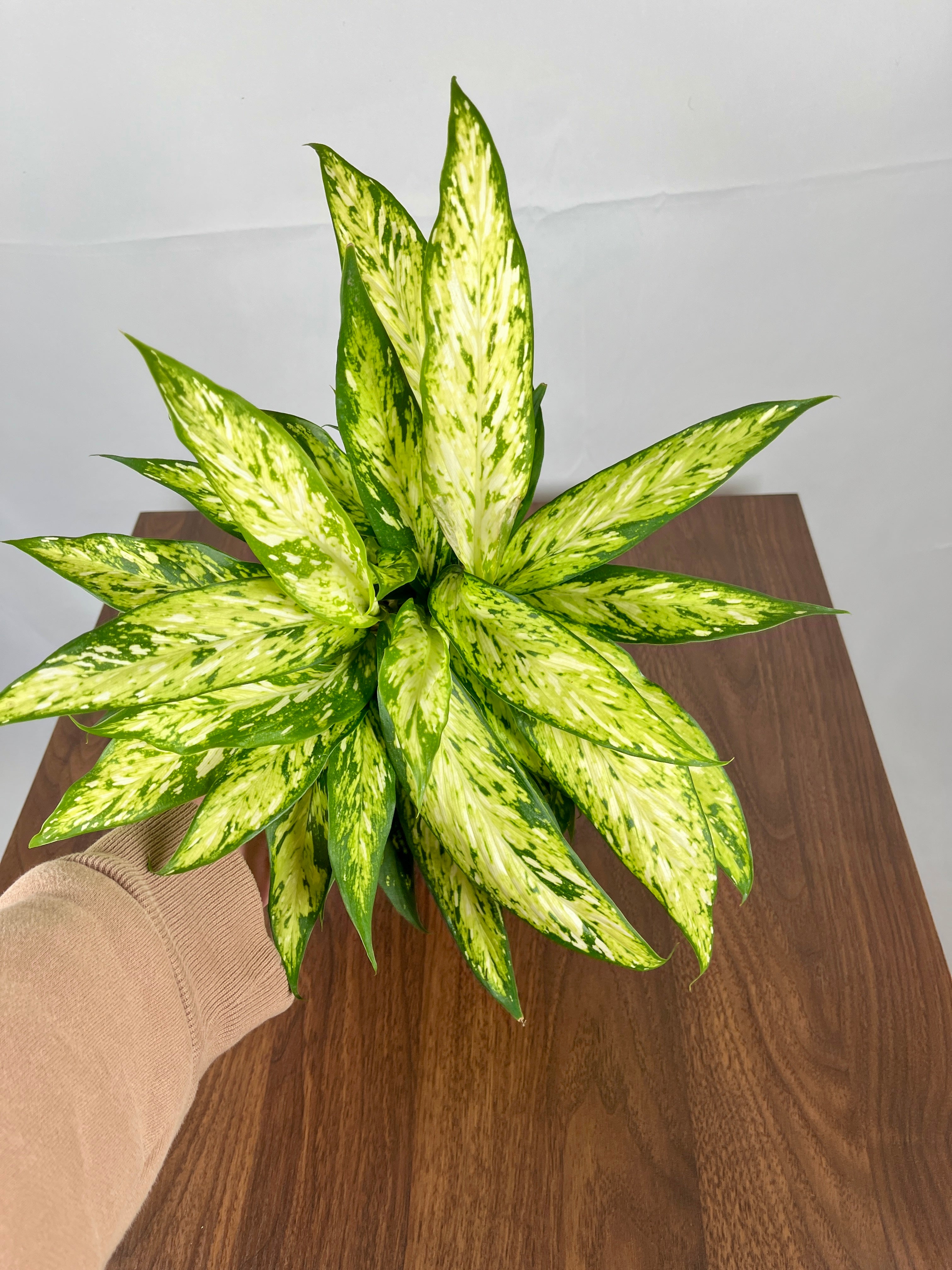 Dieffenbachia Starbright