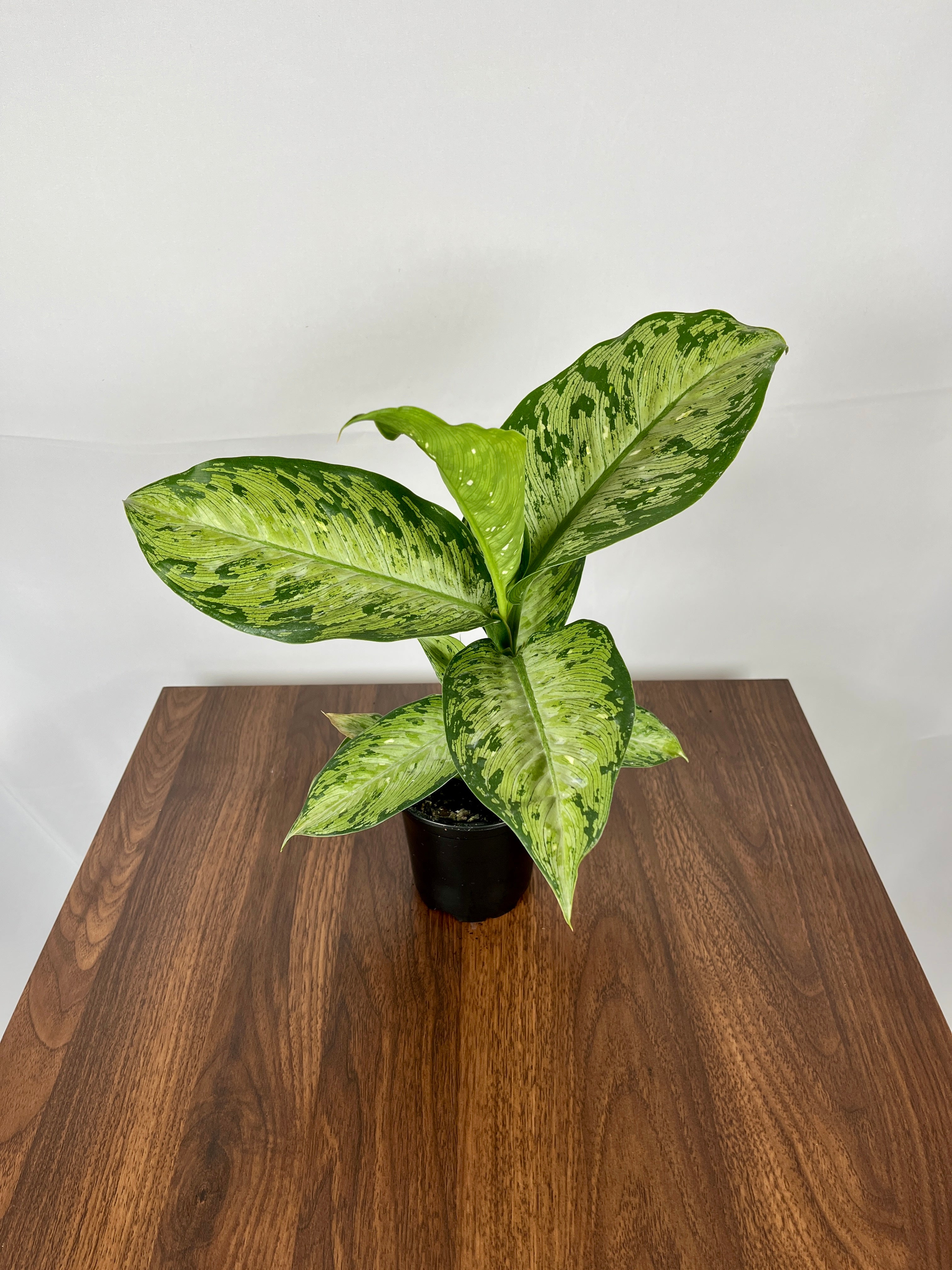 Aglaonema Silver Bay