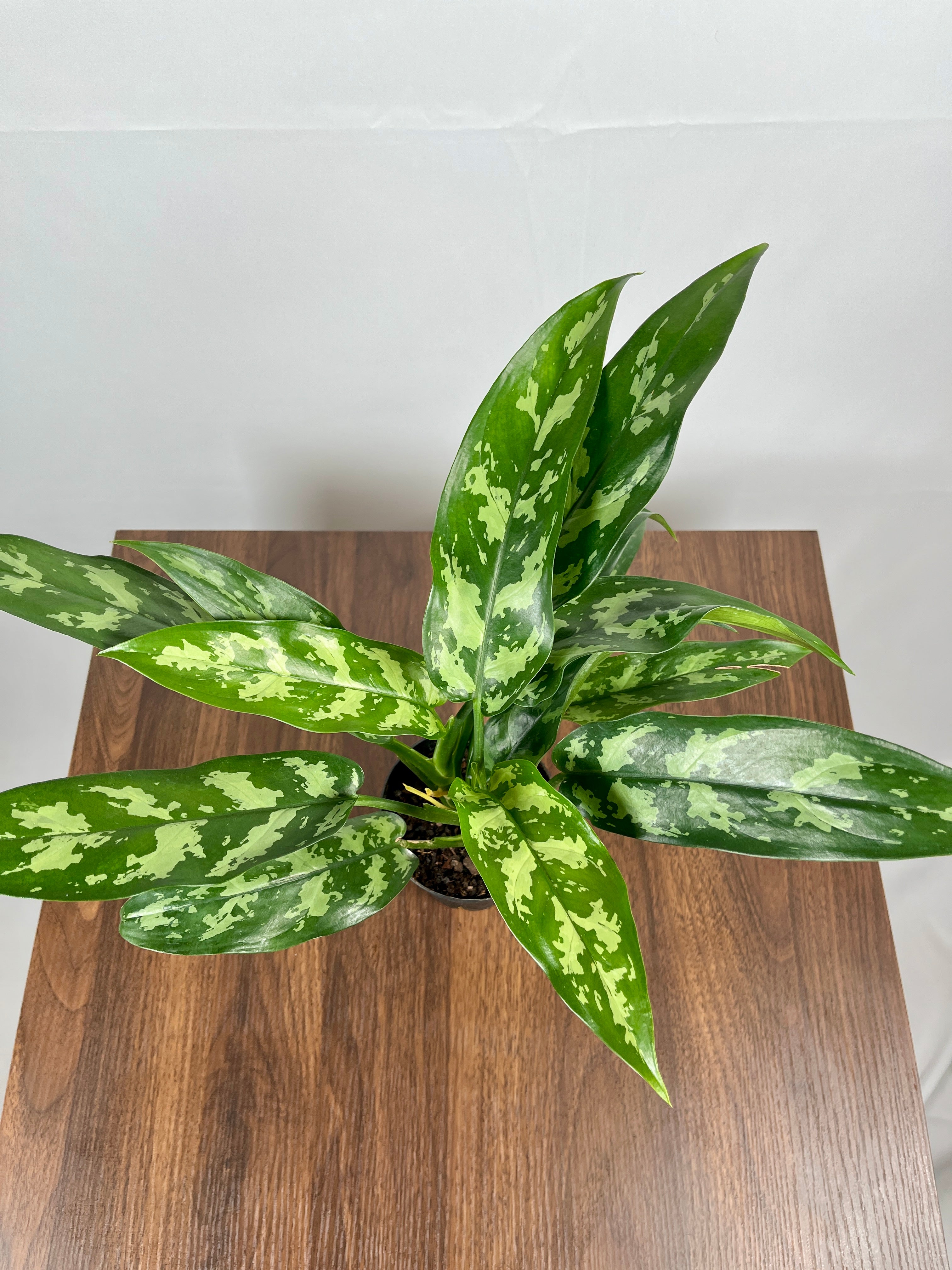 Aglaonema Maria