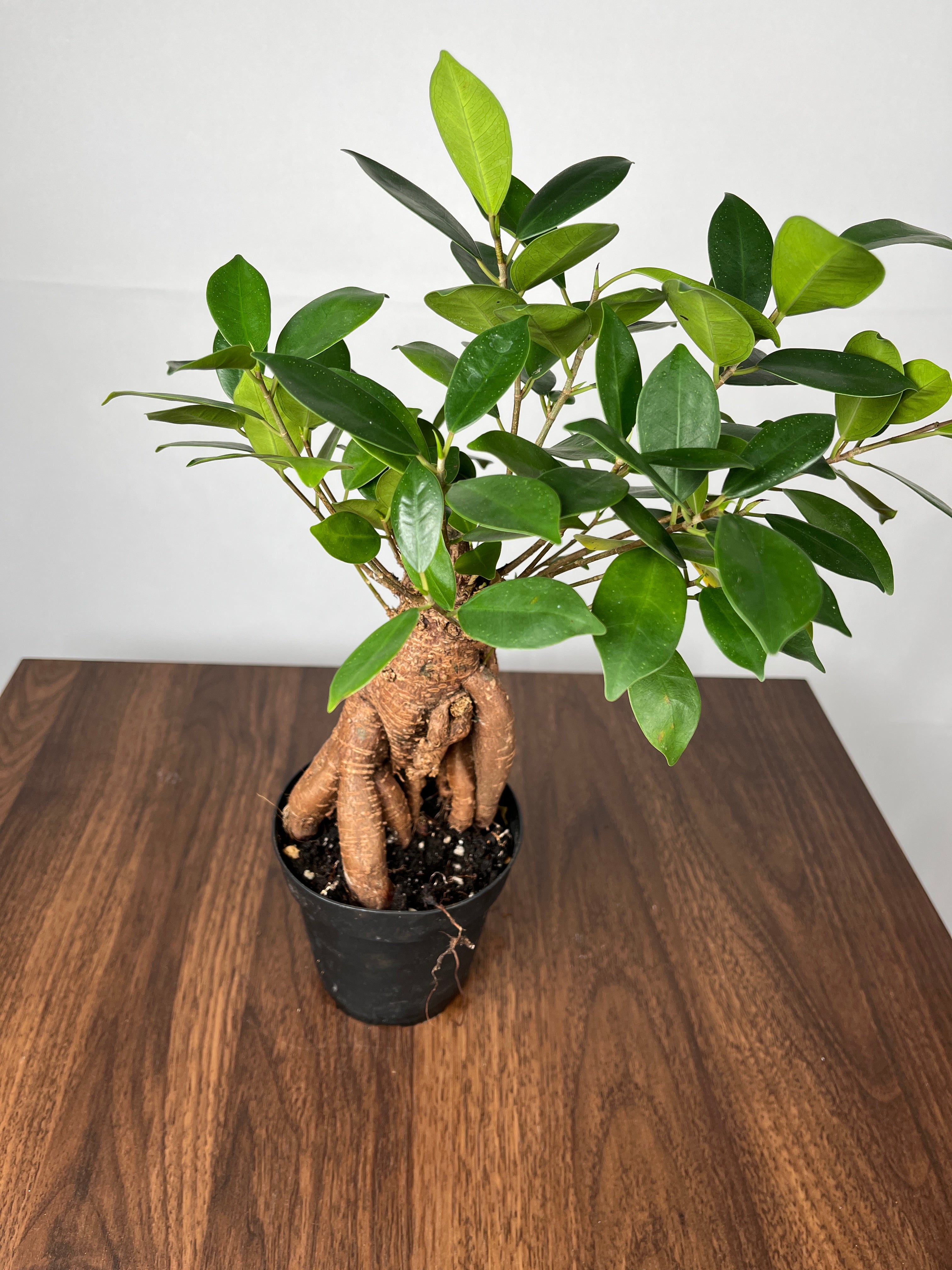 Ficus Ginseng