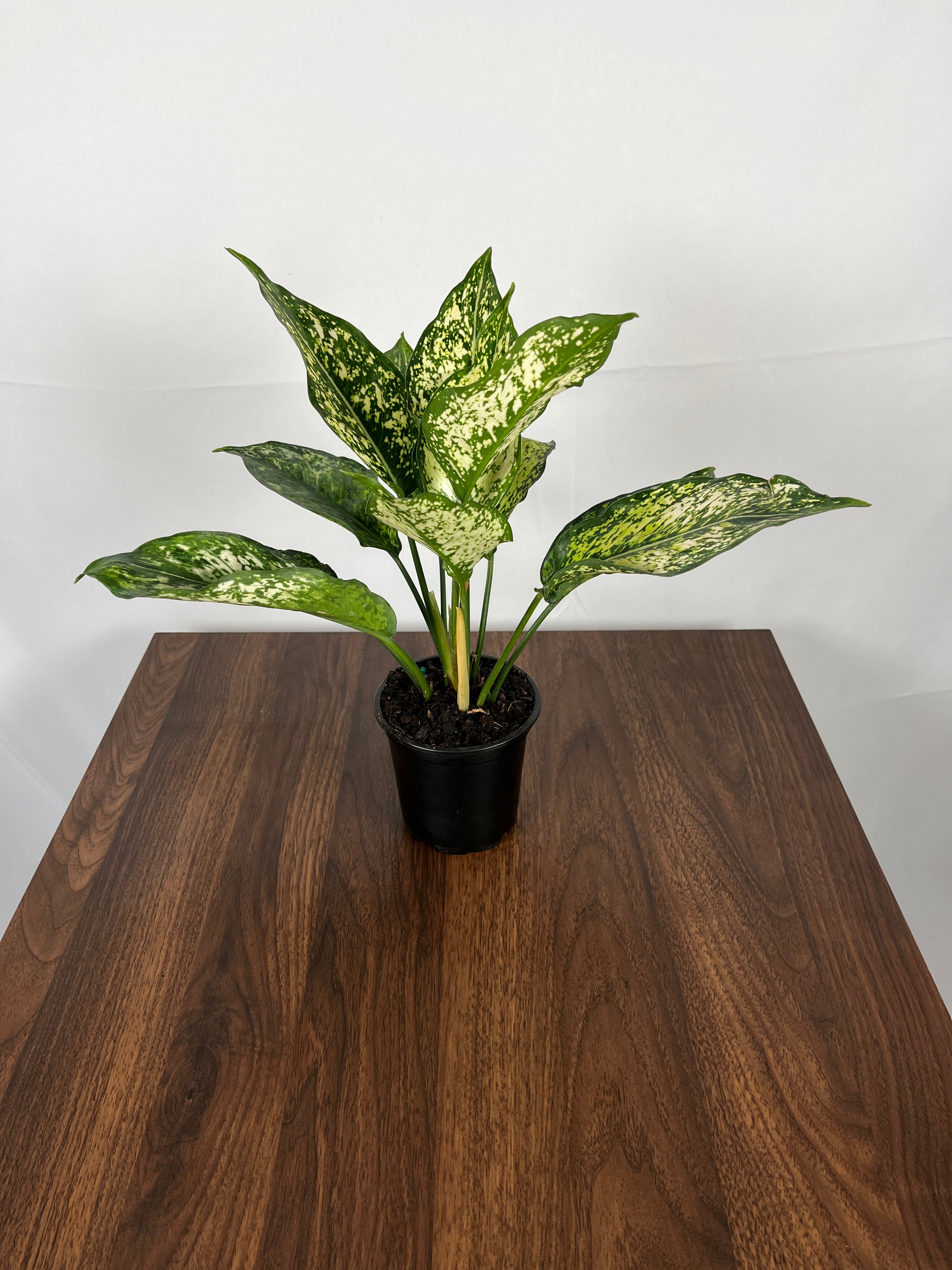 Aglaonema White Hybrid