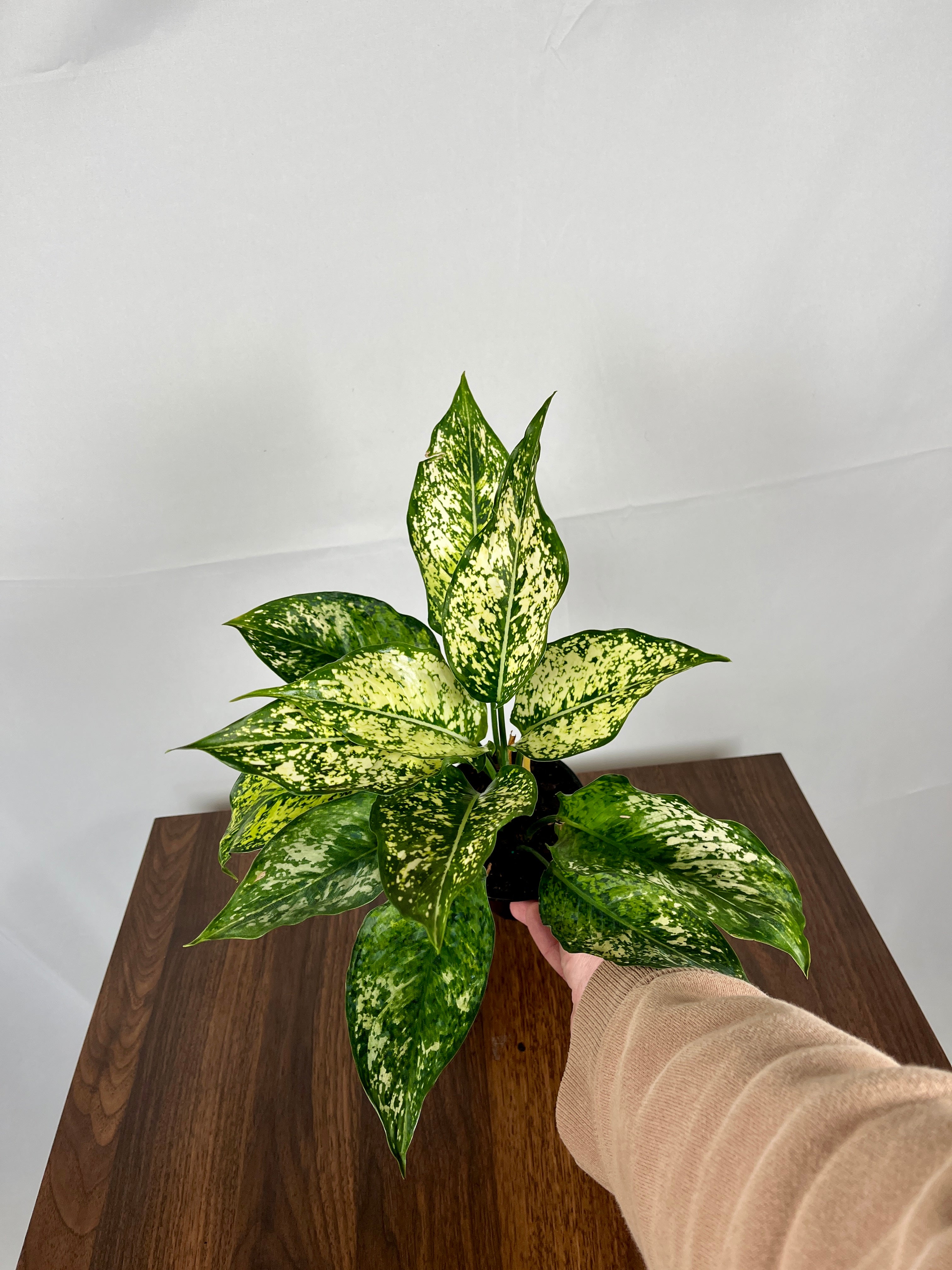 Aglaonema White Hybrid