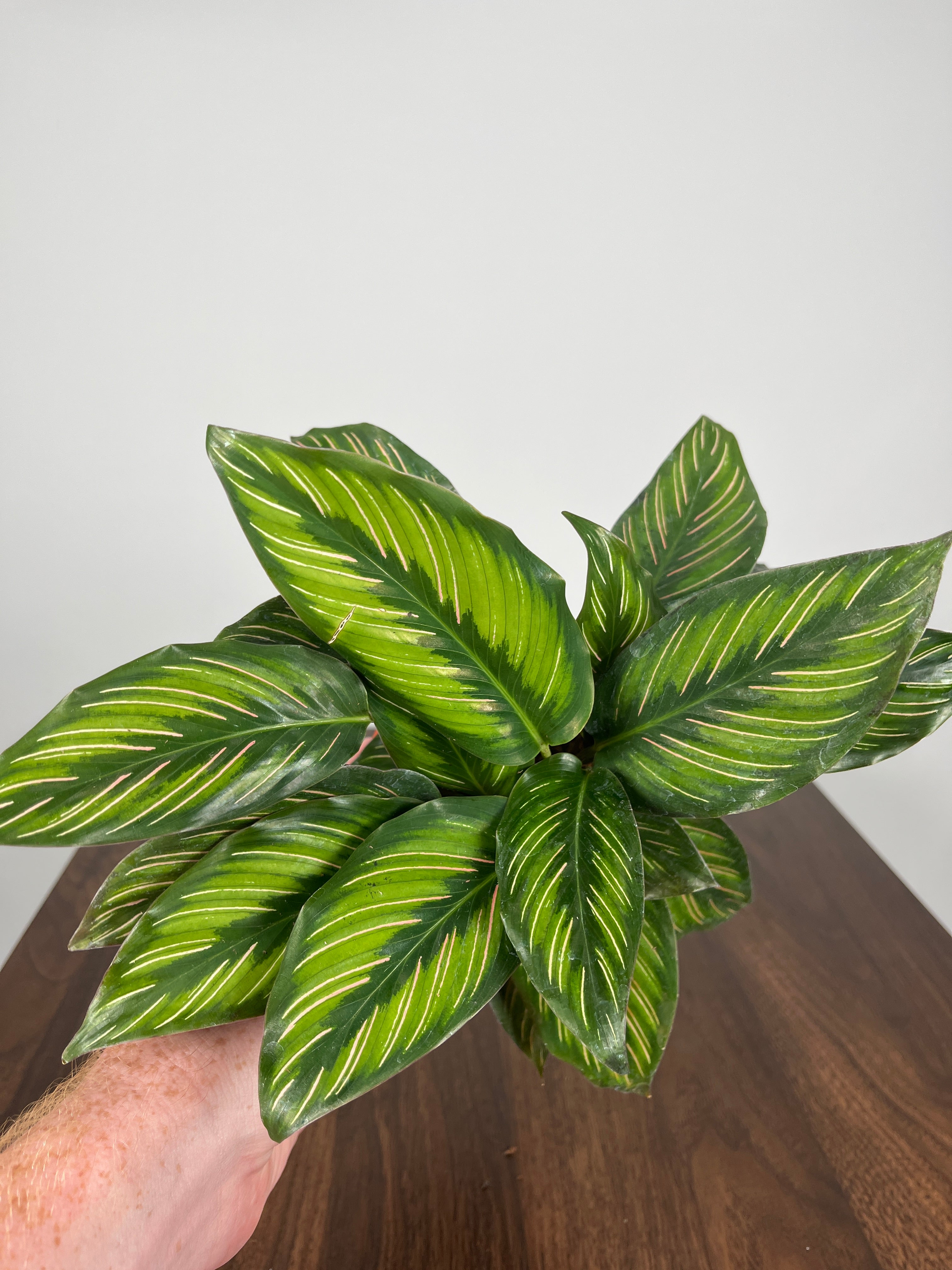 Calathea Pinstripe