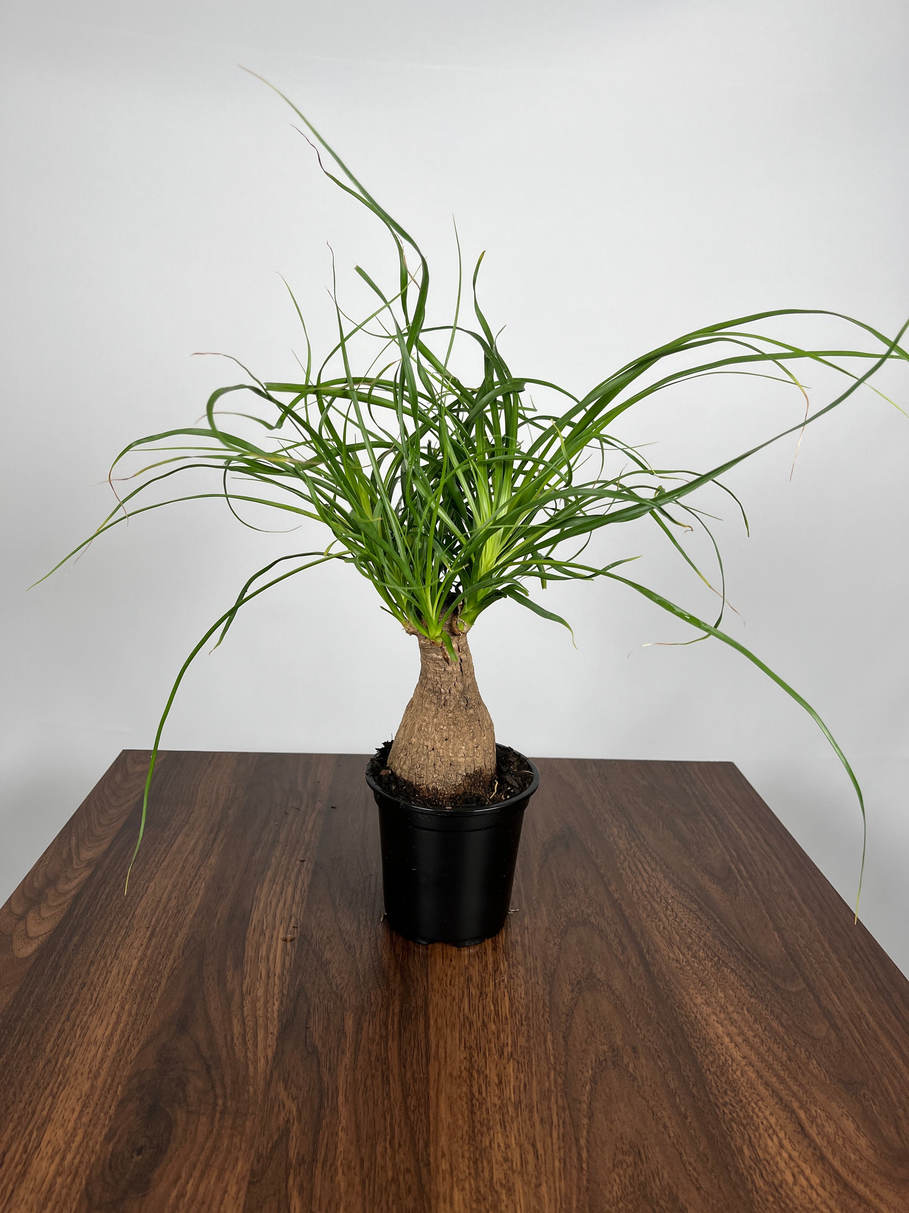 Ponytail Palm Stump