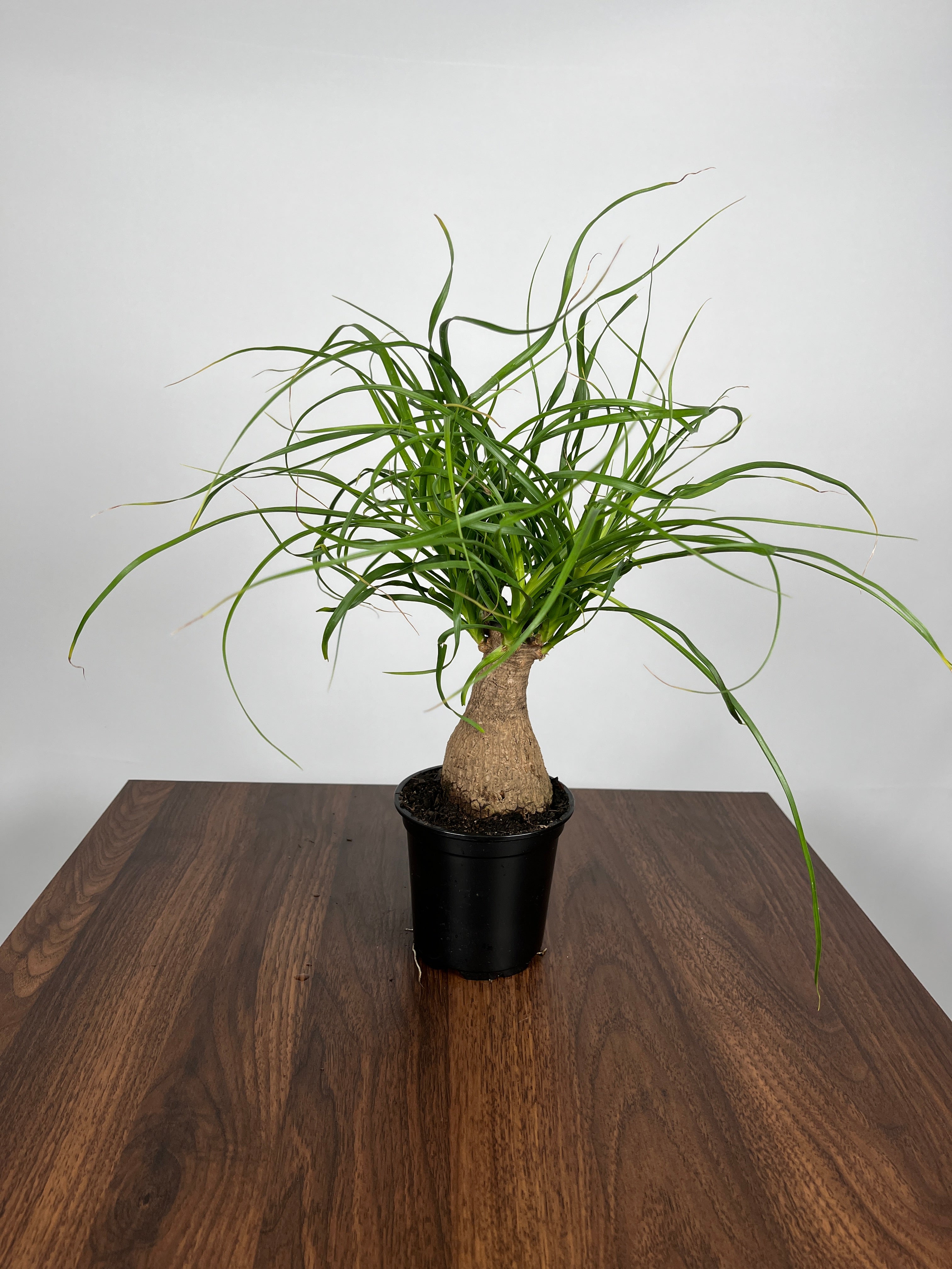 Ponytail Palm Stump