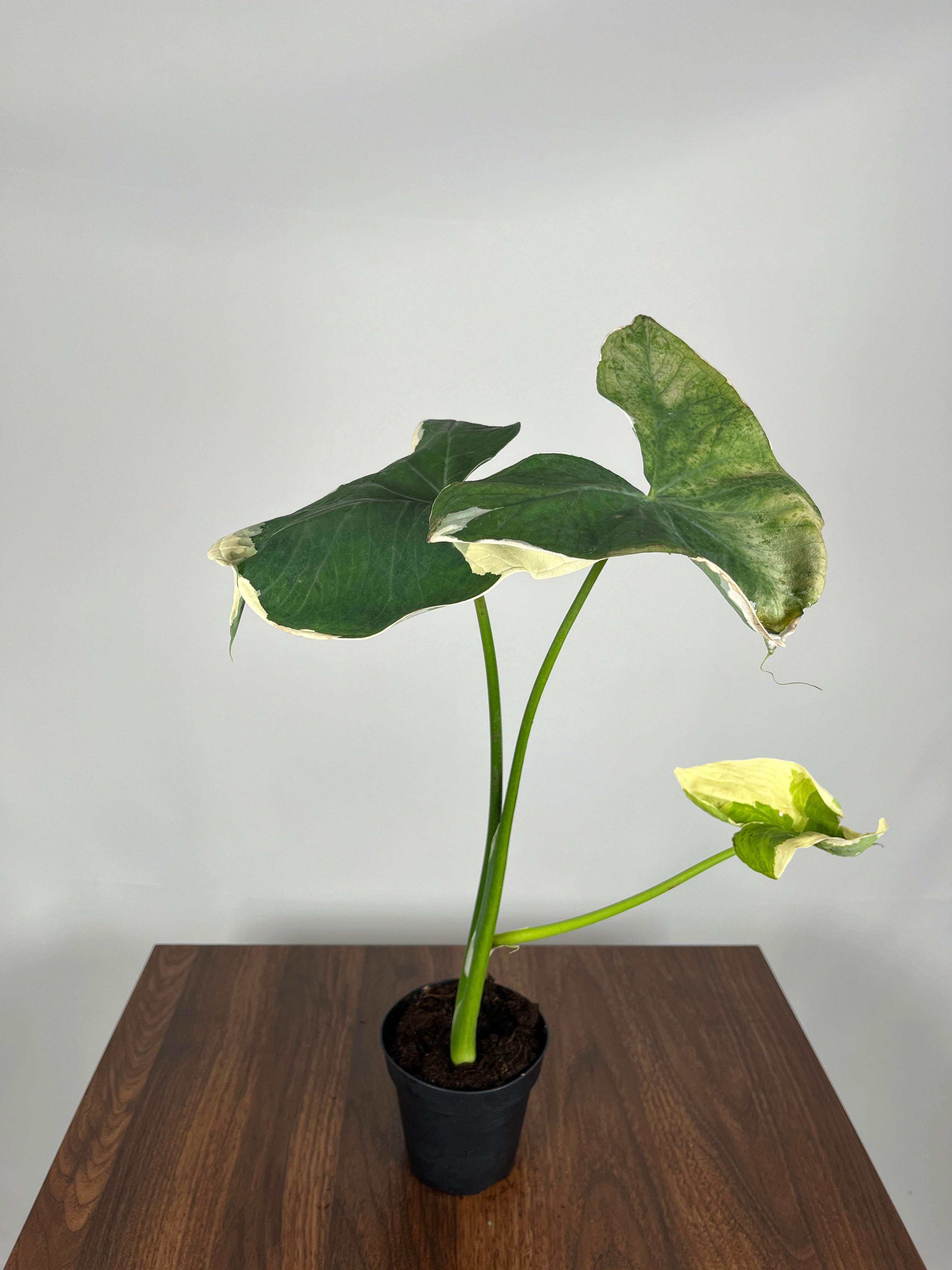 Alocasia Mickey Mouse