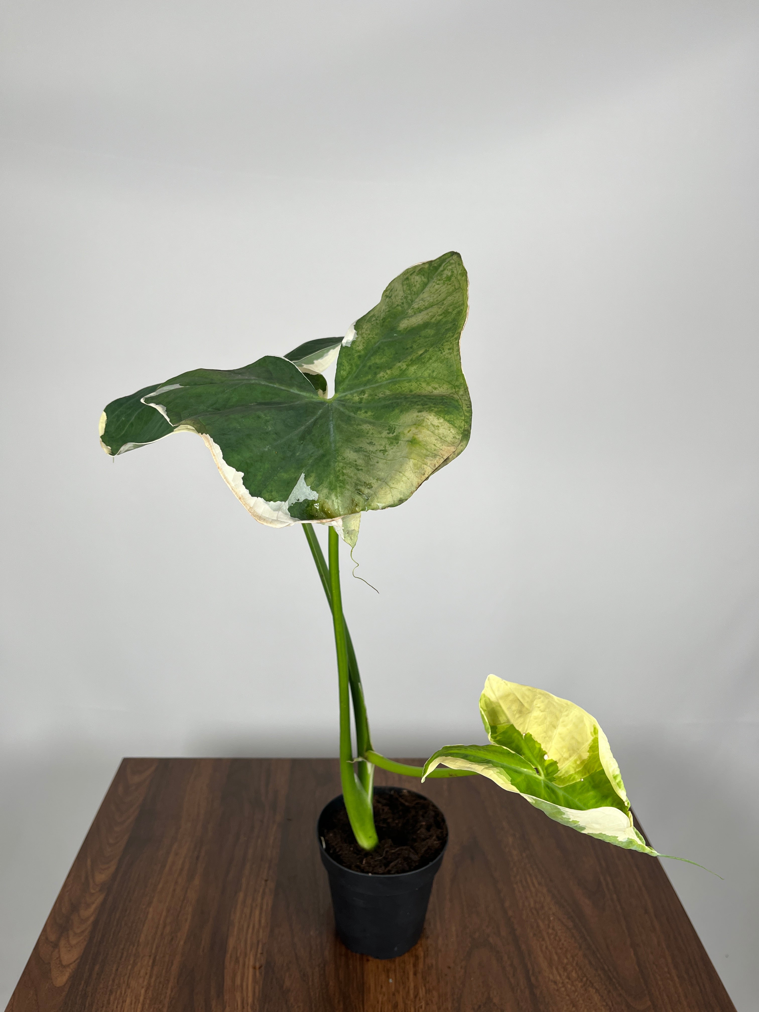 Alocasia Mickey Mouse