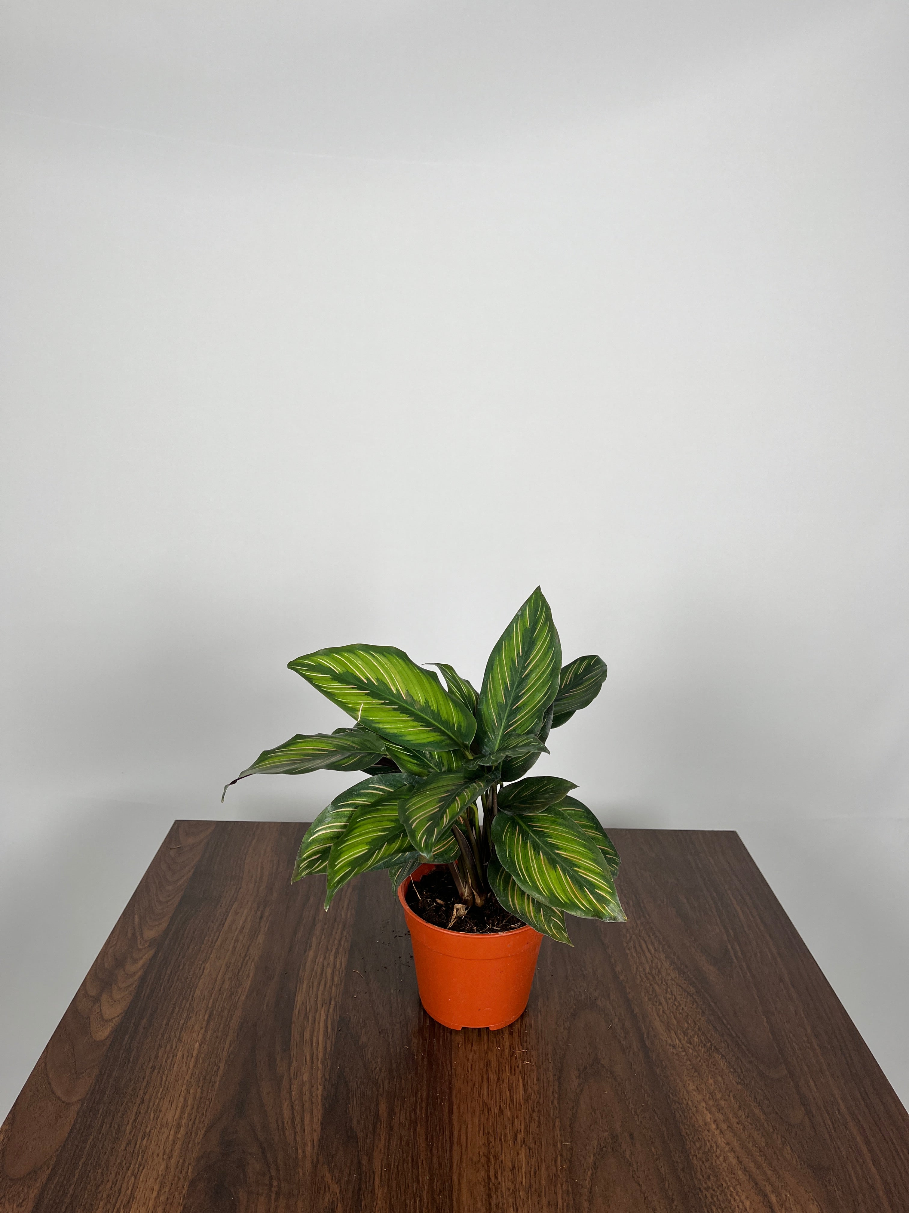 Calathea Pinstripe