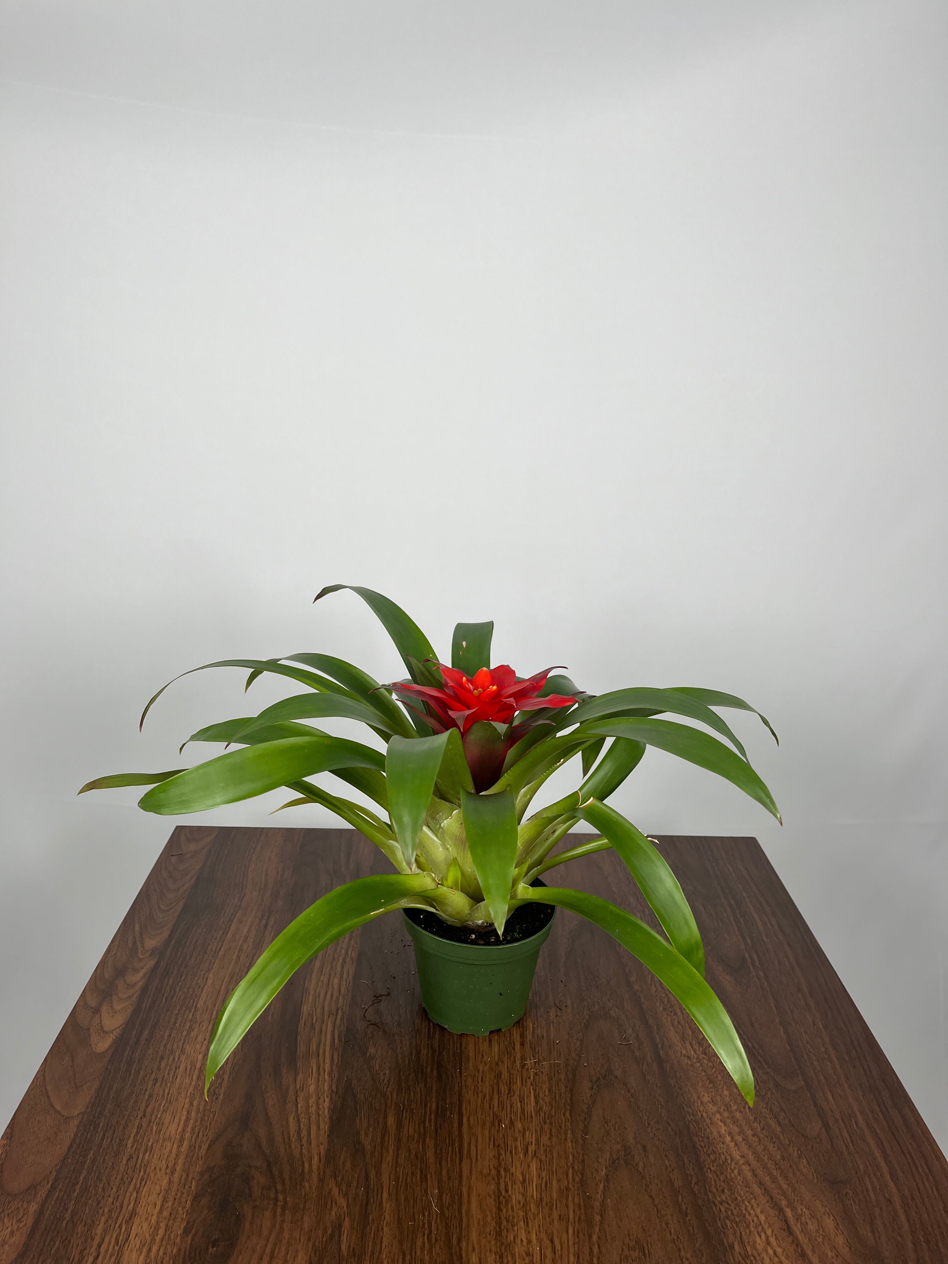 Bromeliad Guzmania