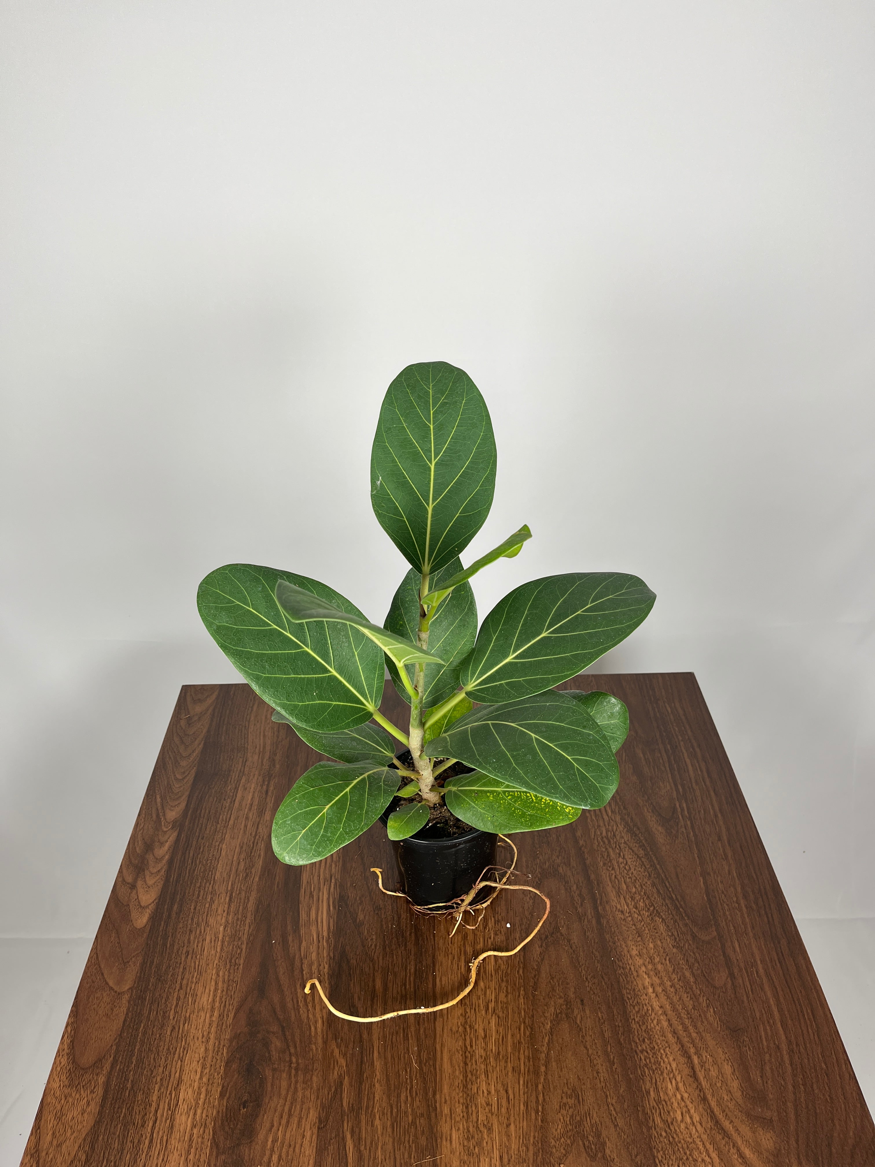 Ficus Audrey