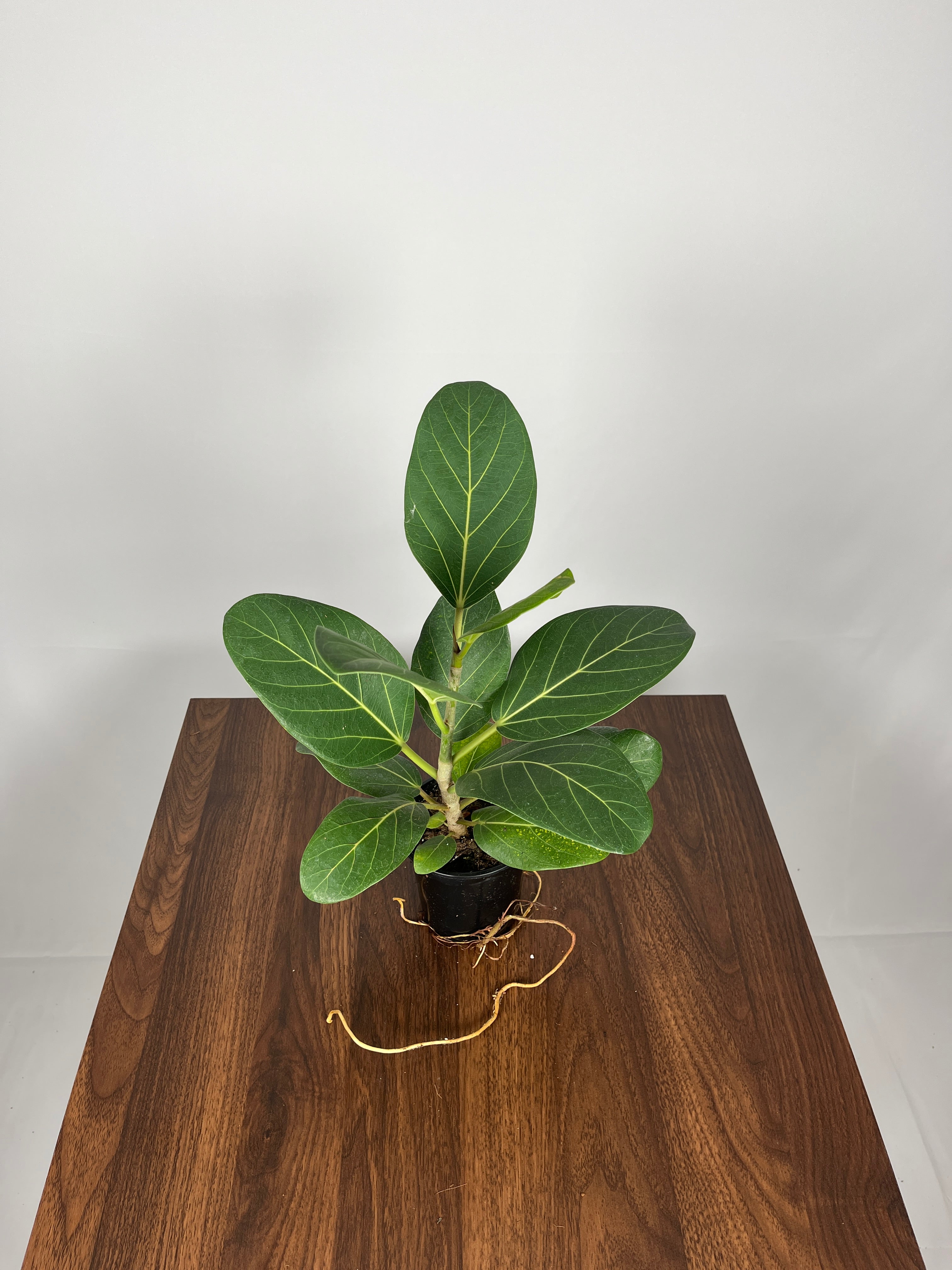 Ficus Audrey