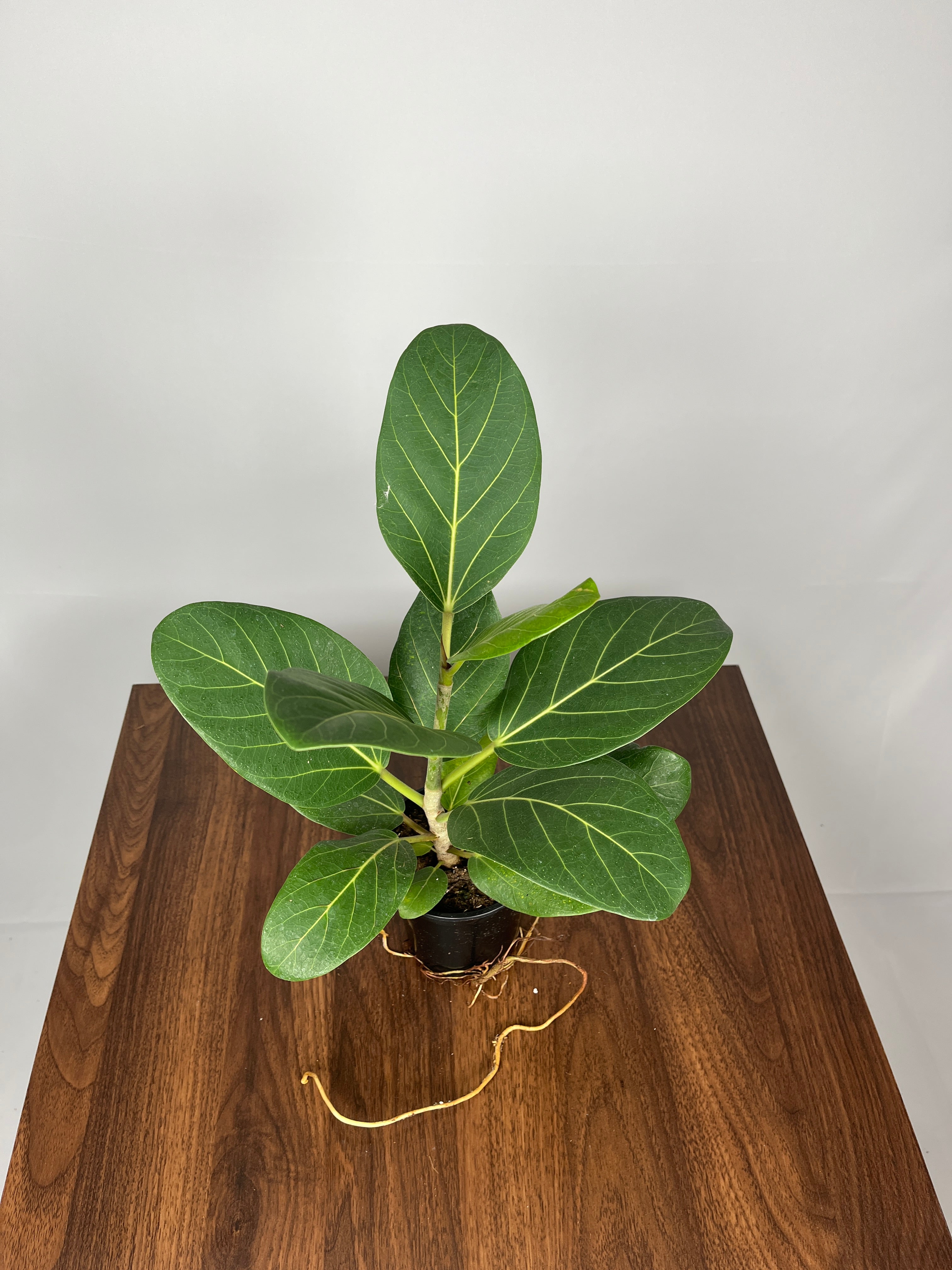 Ficus Audrey