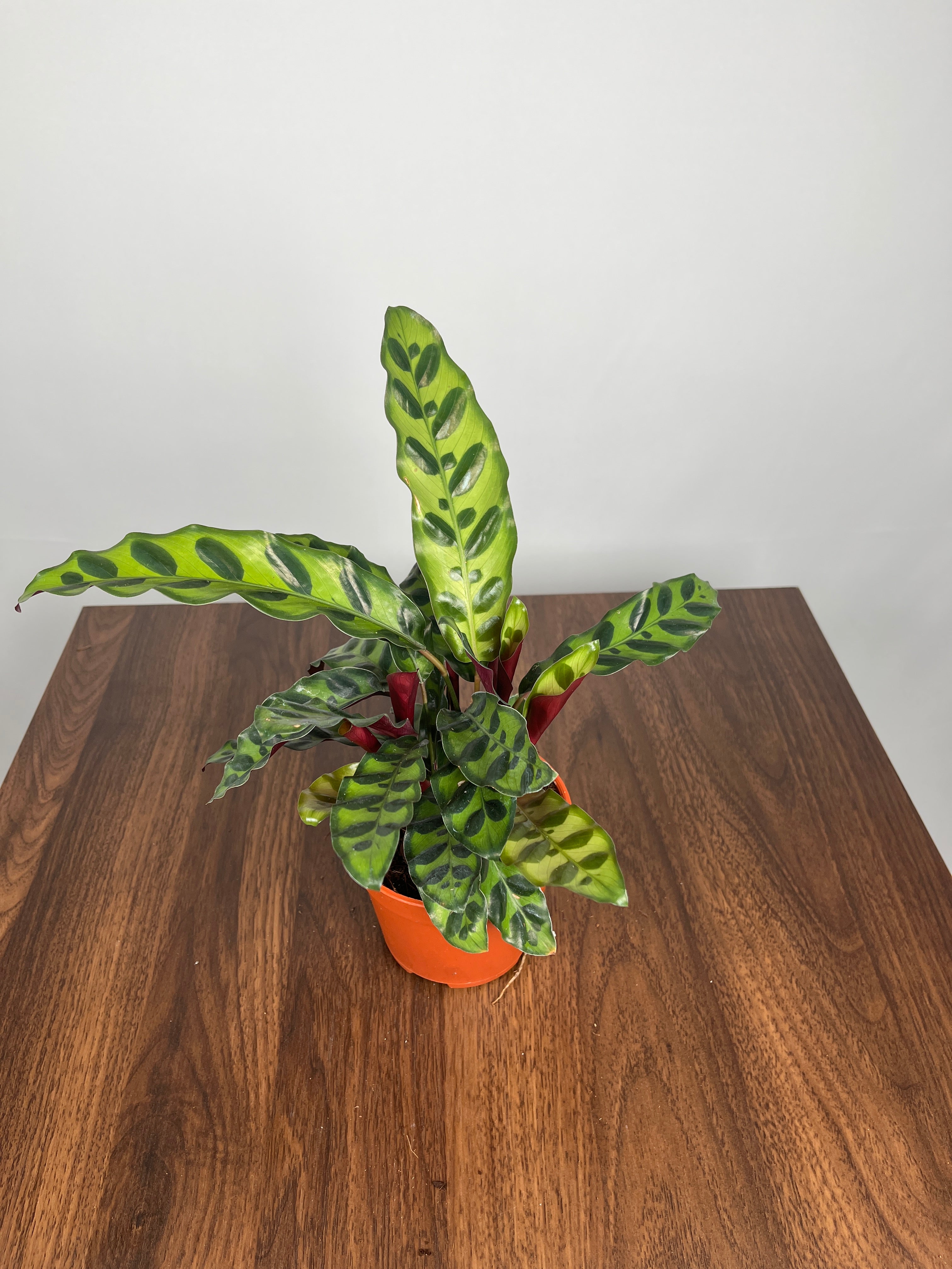 Rattlesnake Calathea