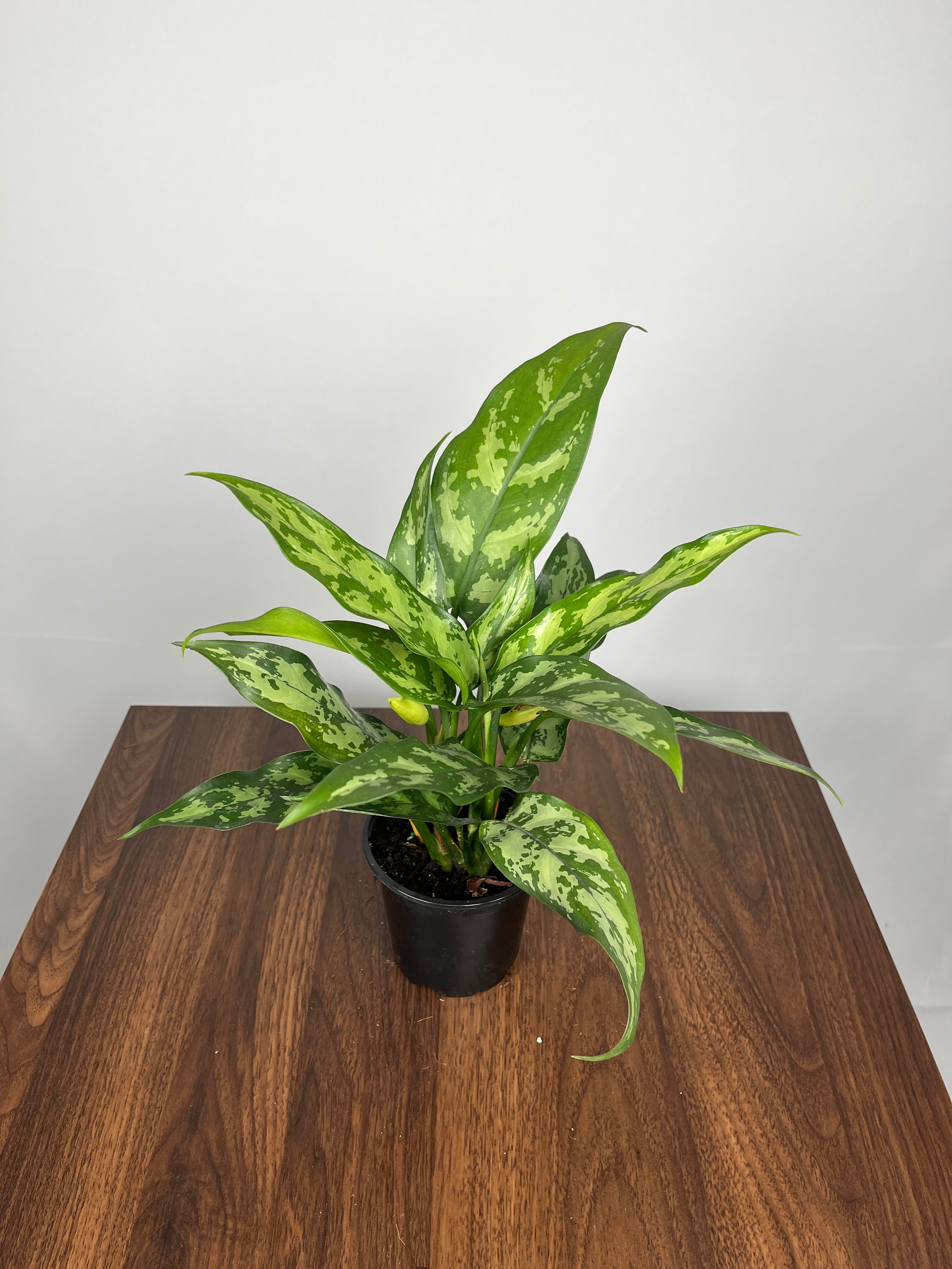 Aglaonema Maria