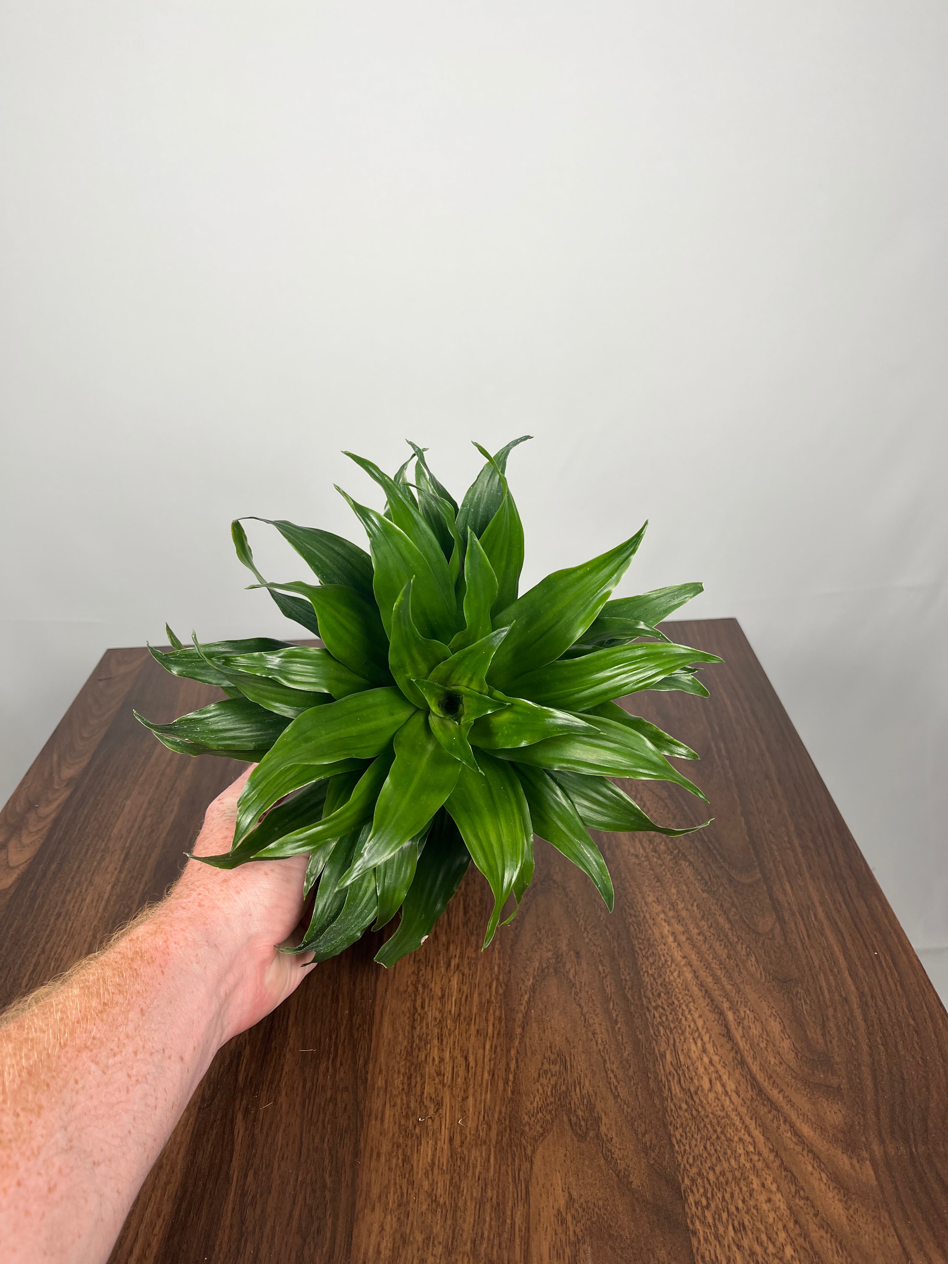 Dracaena Janet Craig Compacta