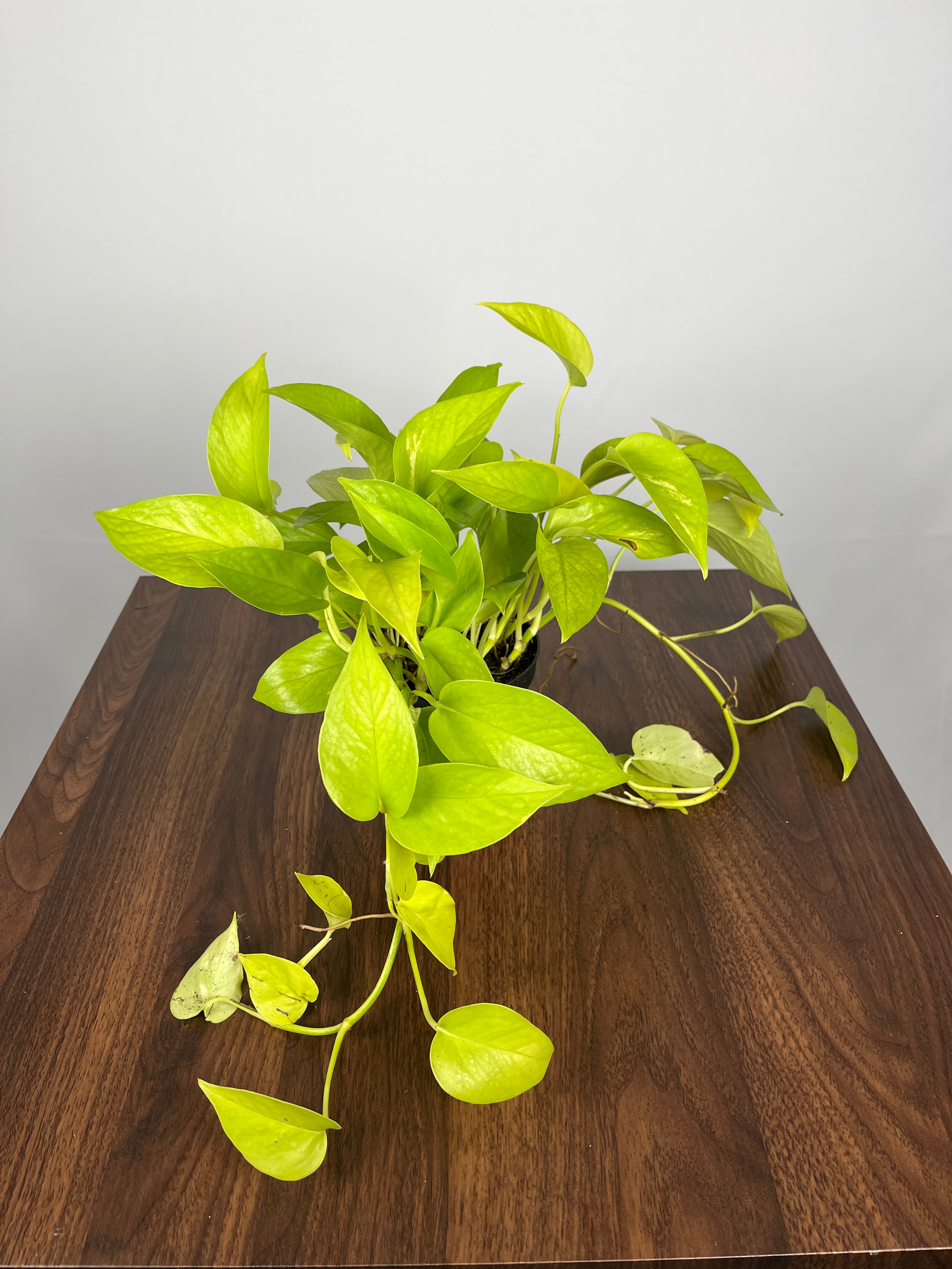 Neon Pothos