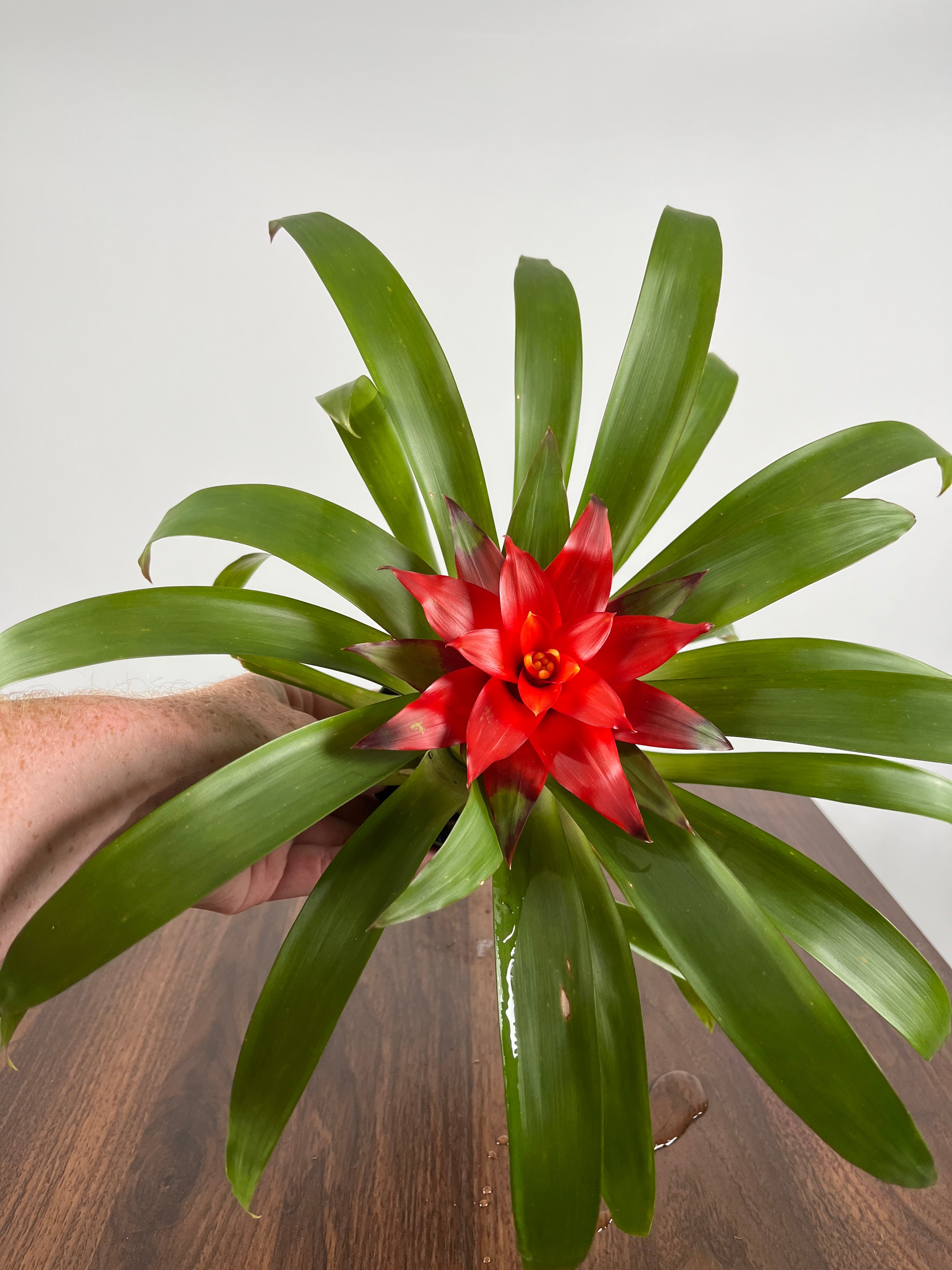 Bromeliad Guzmania