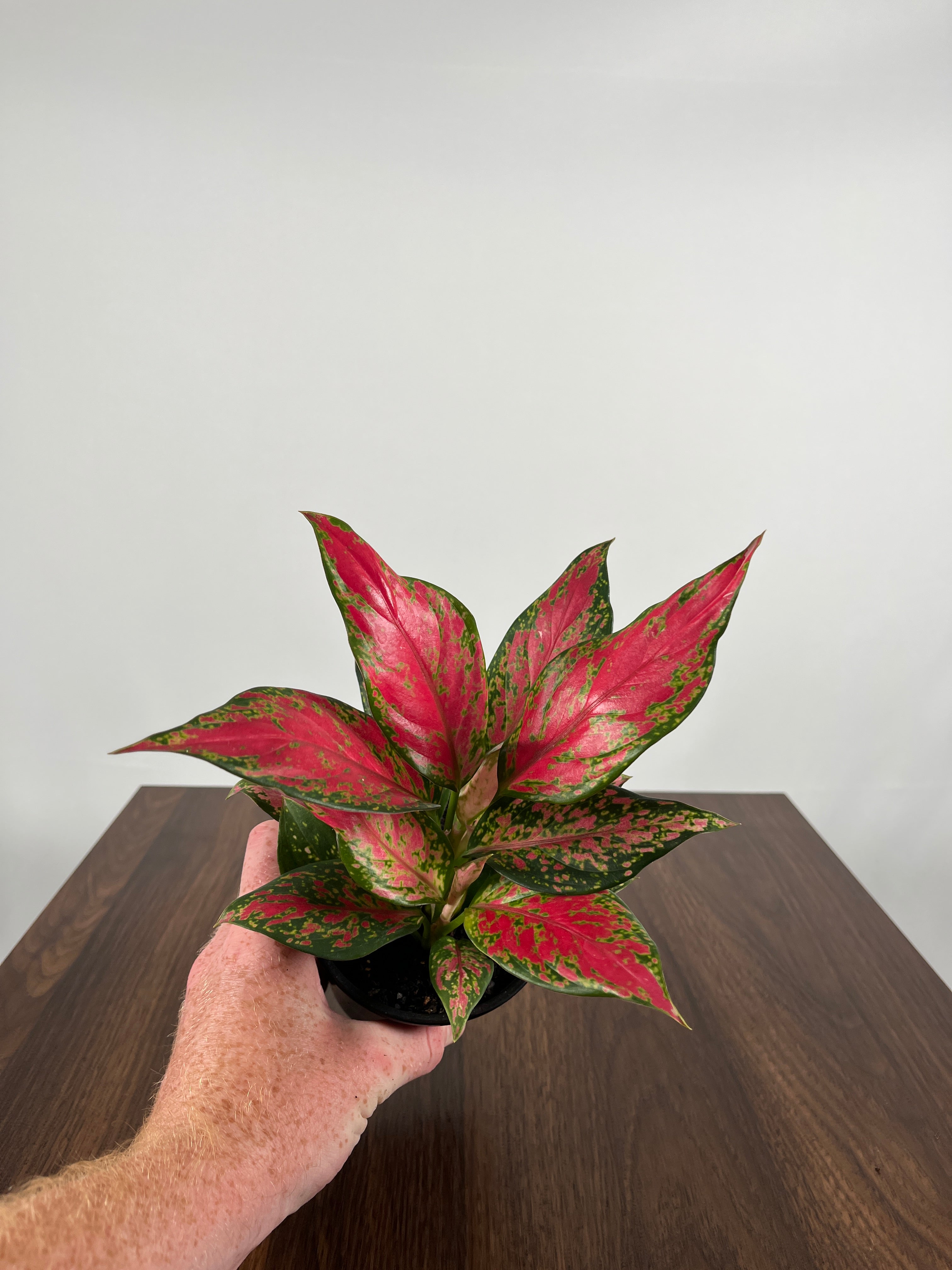 Aglaonema Pink Hybrid