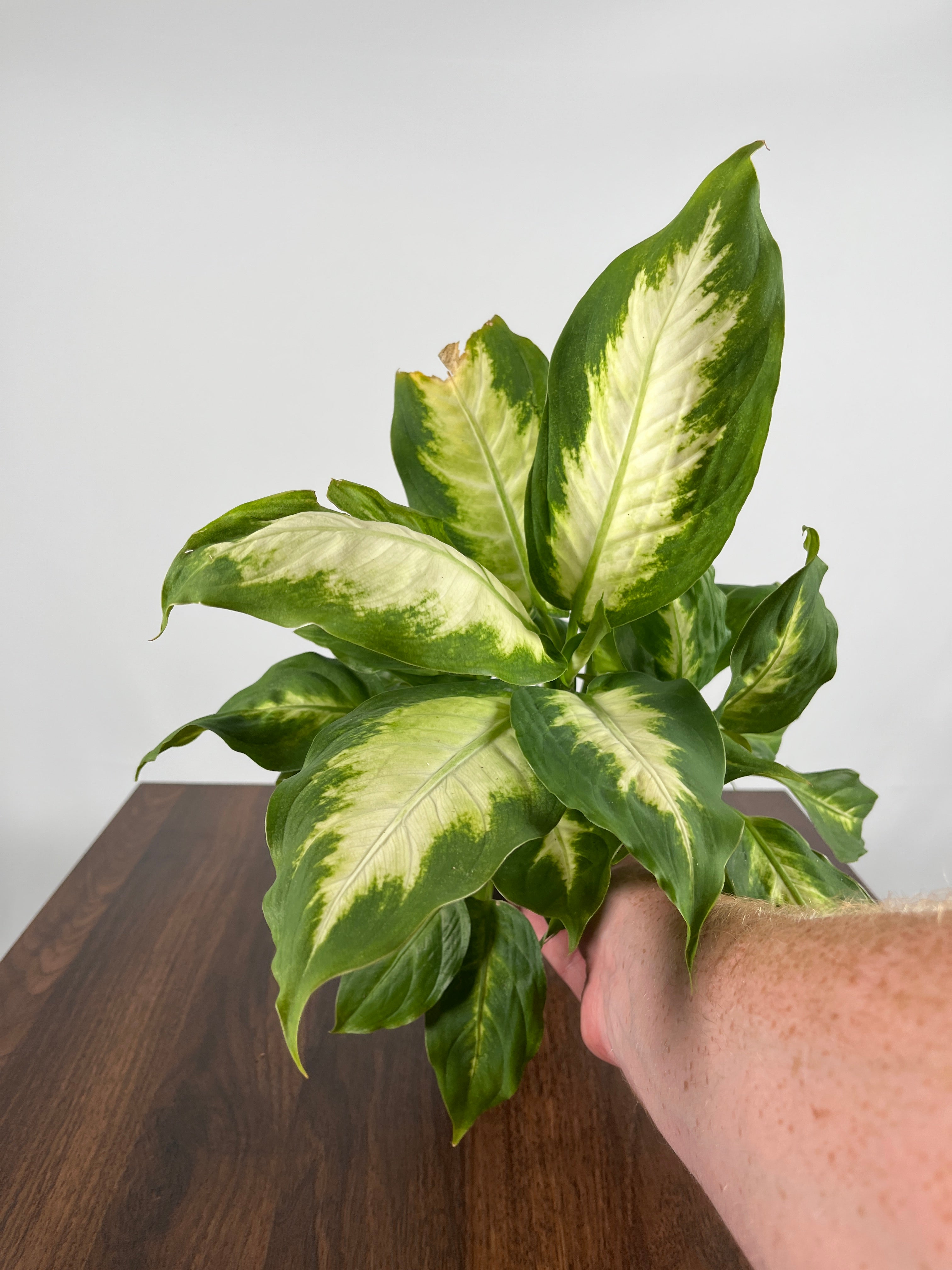 Dieffenbachia Camille