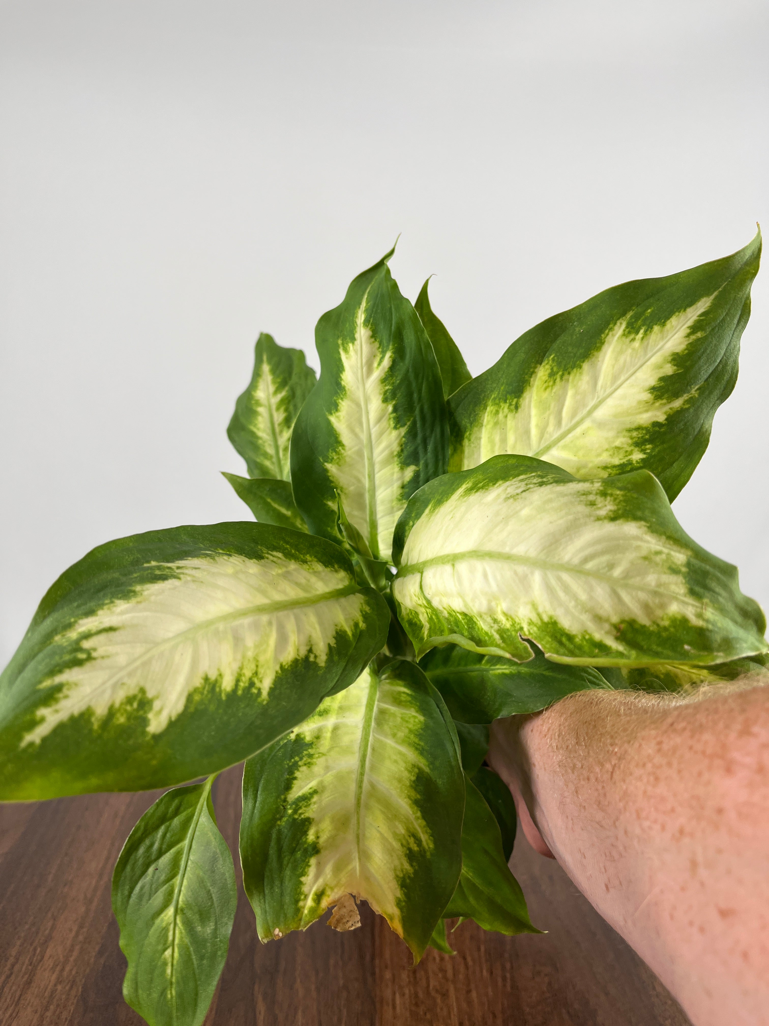 Dieffenbachia Camille