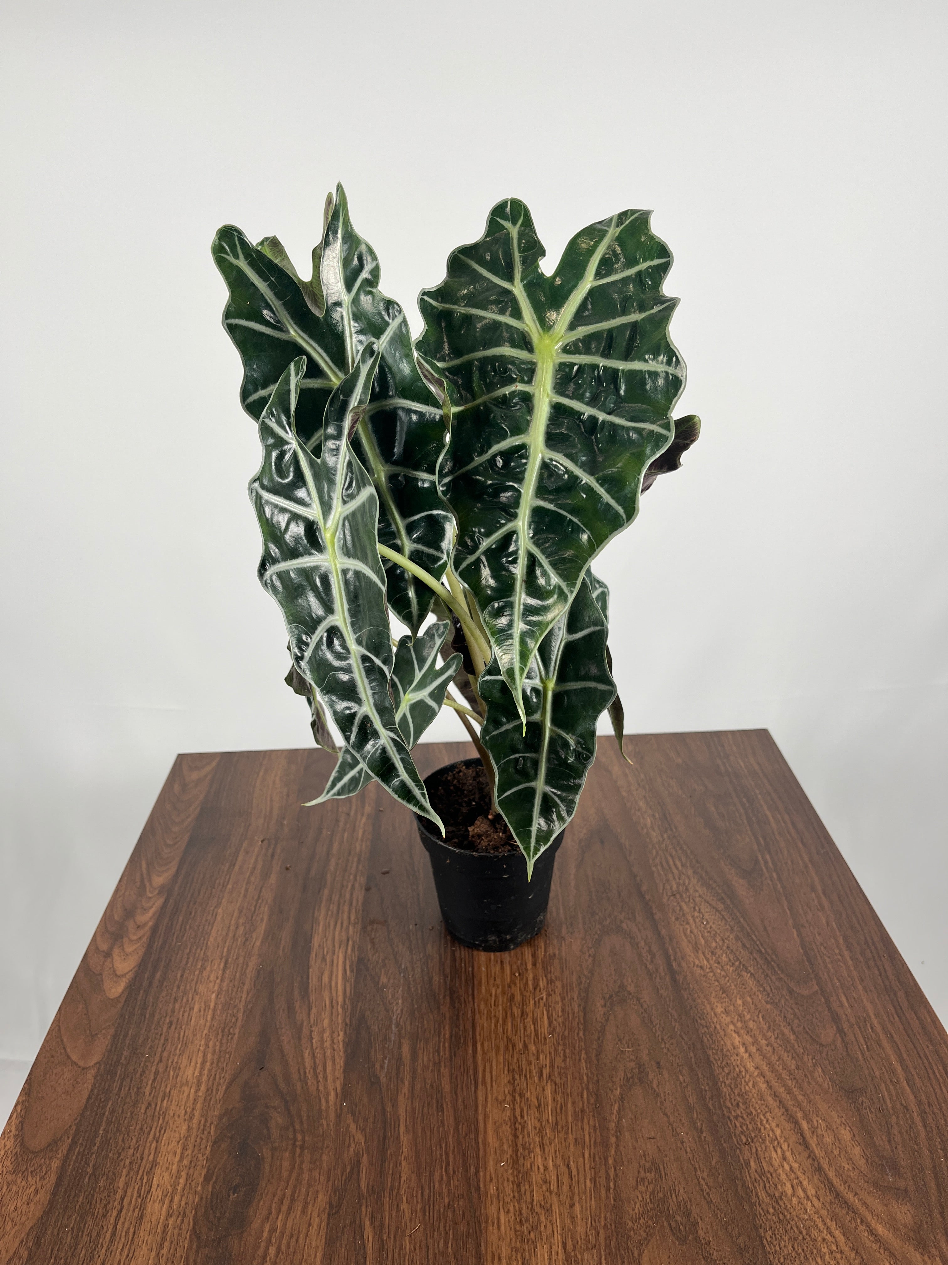 Alocasia Amazonica