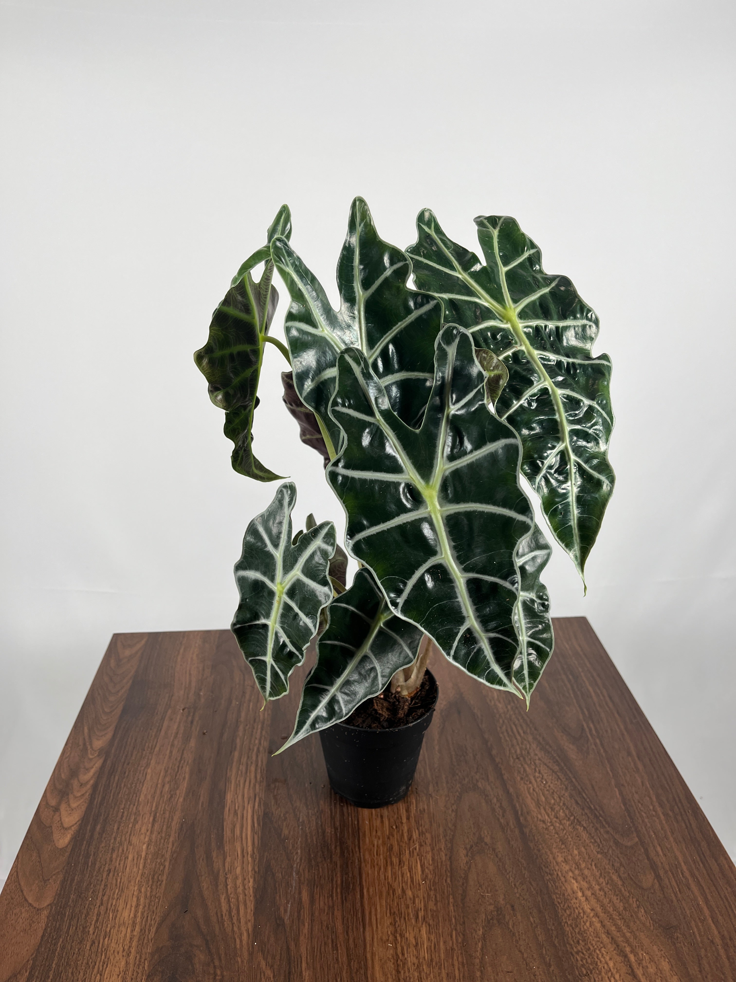 Alocasia Amazonica